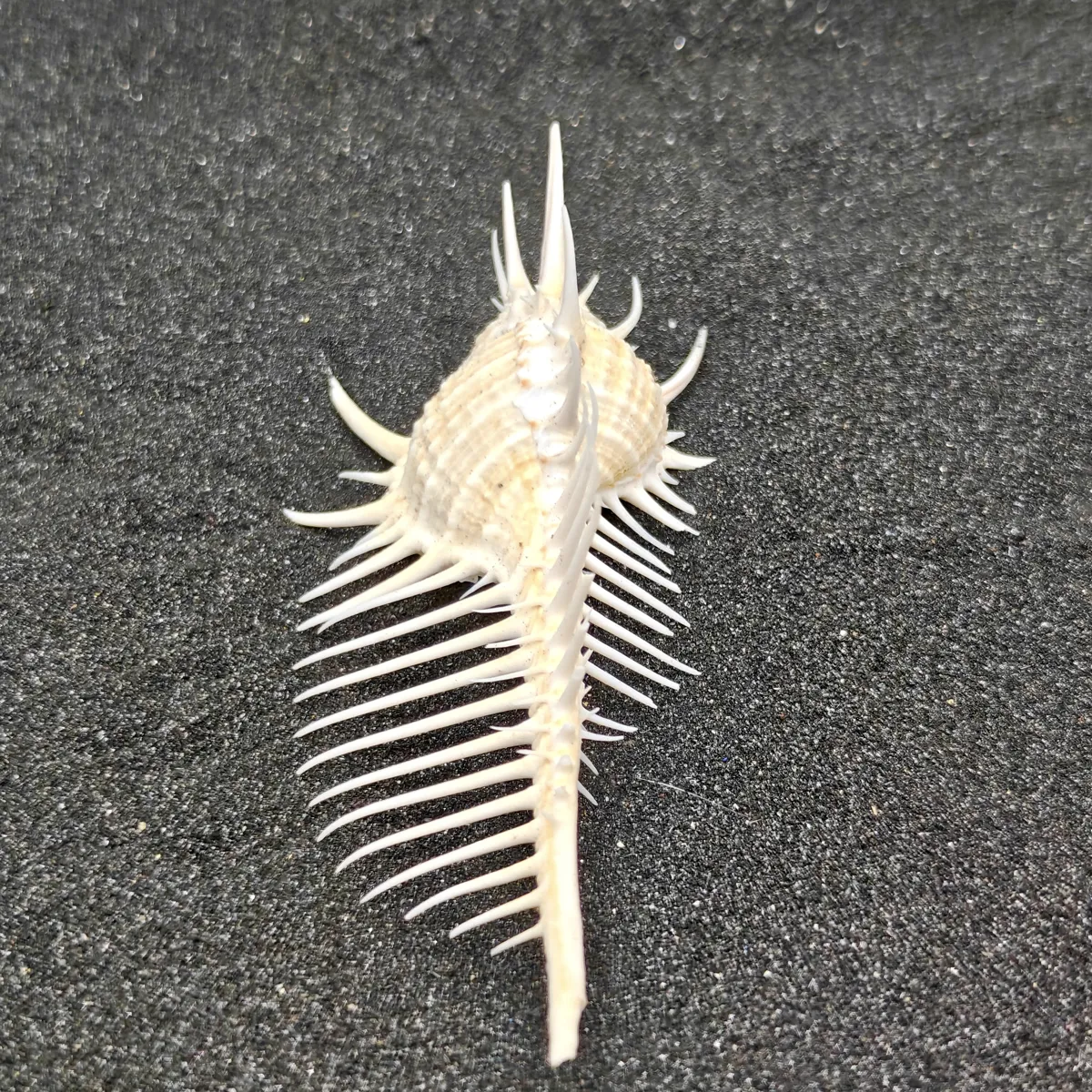 Murex Pecten (Venus Comb) Shell Medium