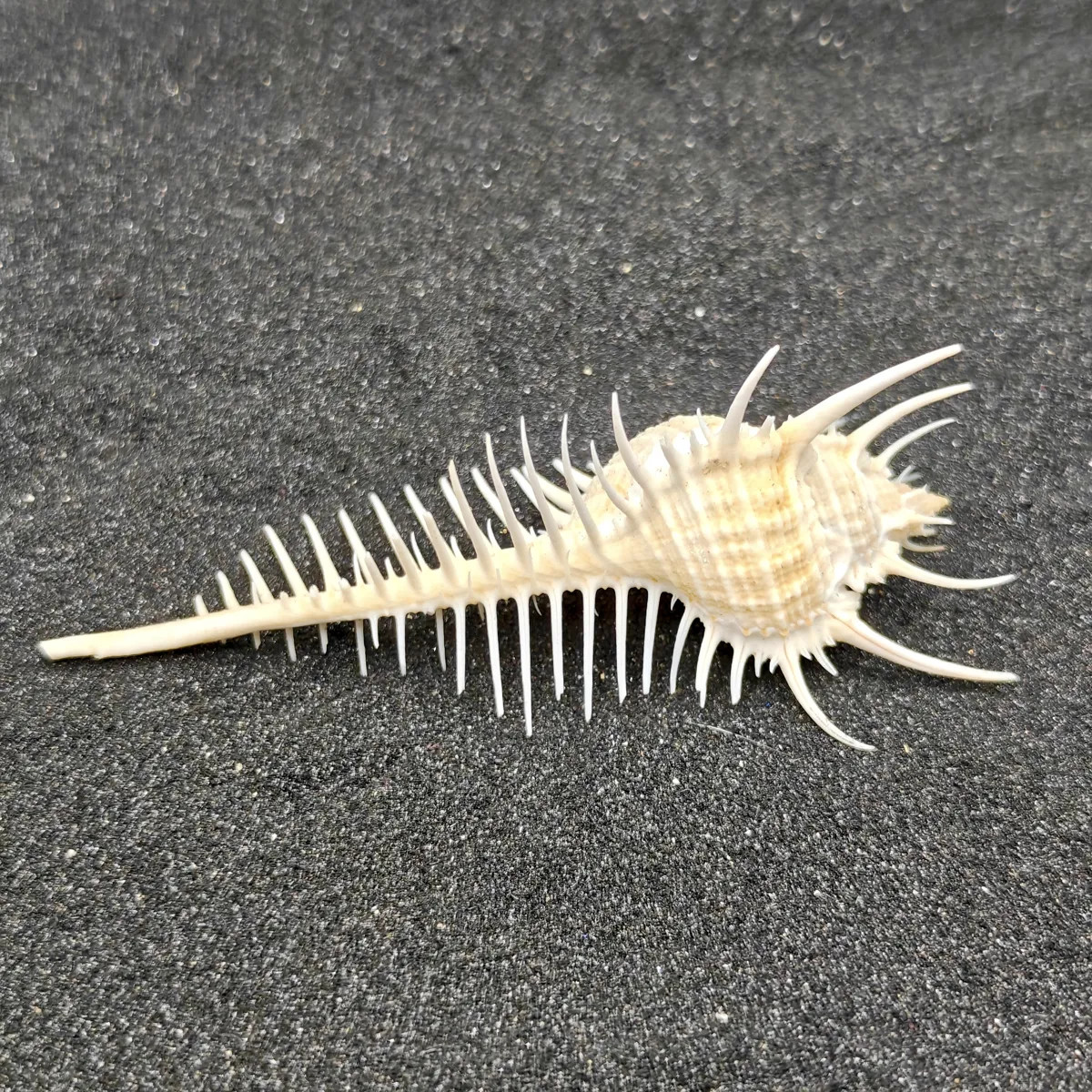 Murex Pecten (Venus Comb) Shell Medium