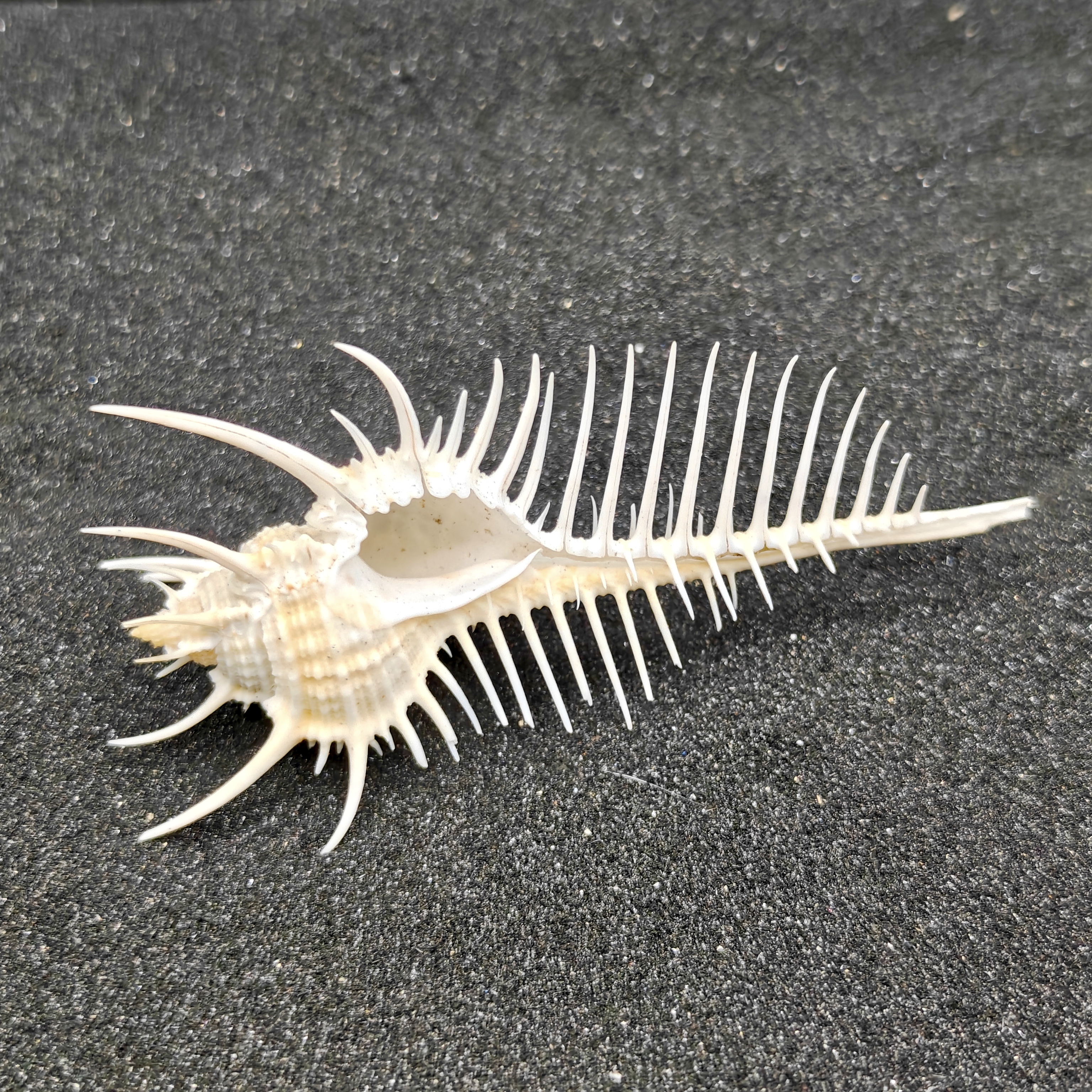 Murex Pecten (Venus Comb) Shell Medium