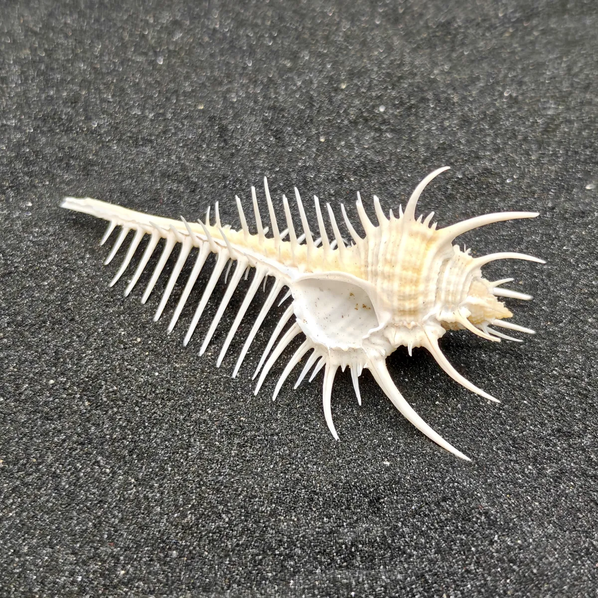 Murex Pecten (Venus Comb) Shell Medium