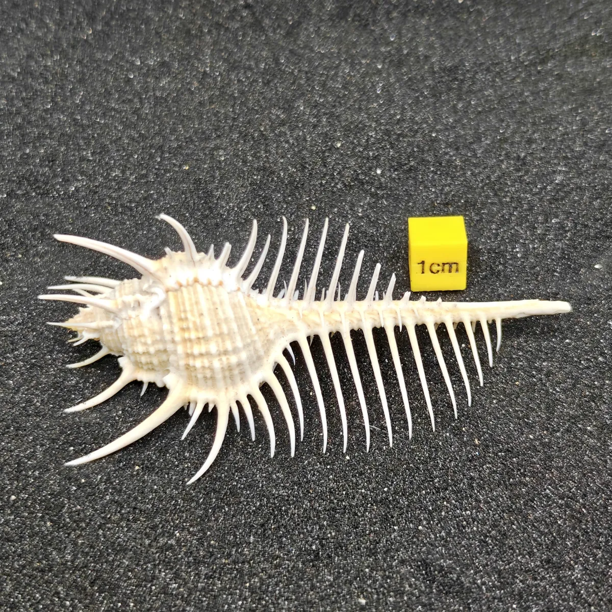 Murex Pecten (Venus Comb) Shell Medium