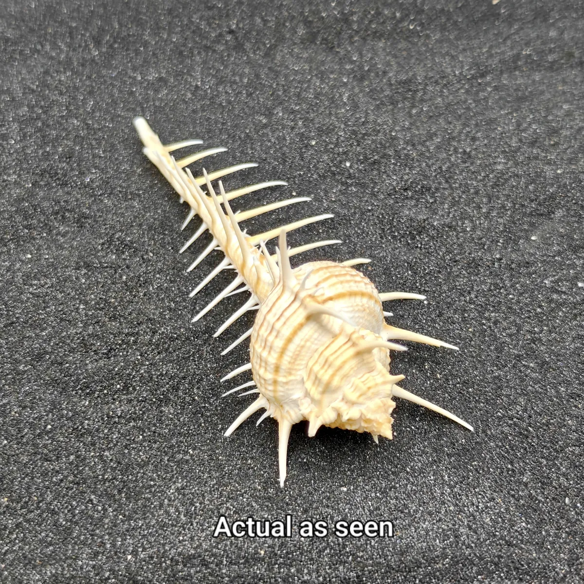 Murex Pecten (Venus Comb) Shell Large