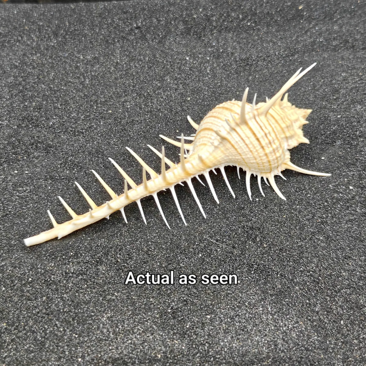 Murex Pecten (Venus Comb) Shell Large