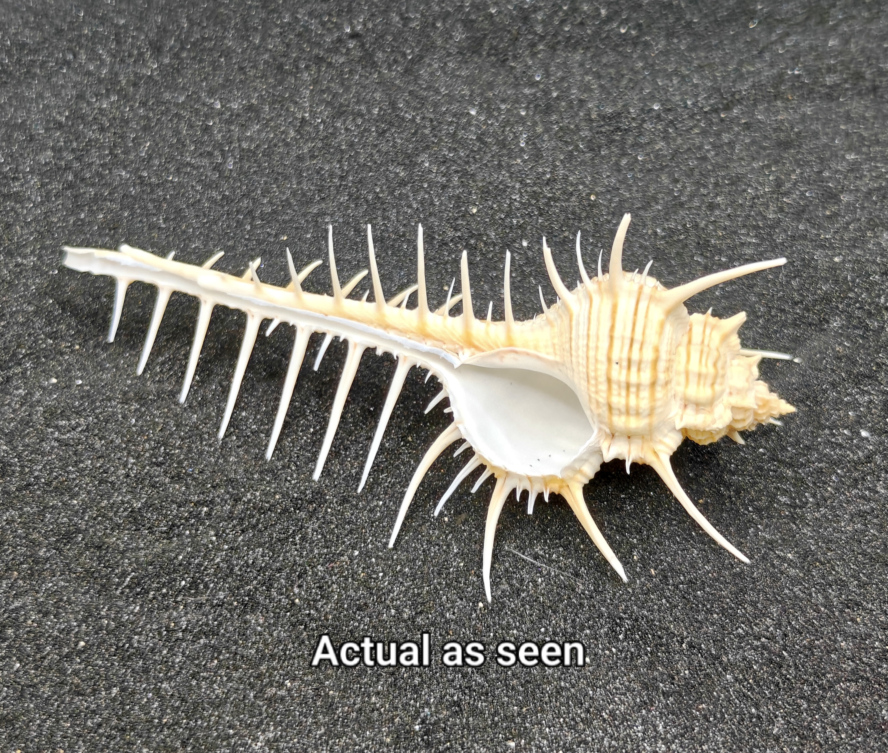Murex Pecten (Venus Comb) Shell Large