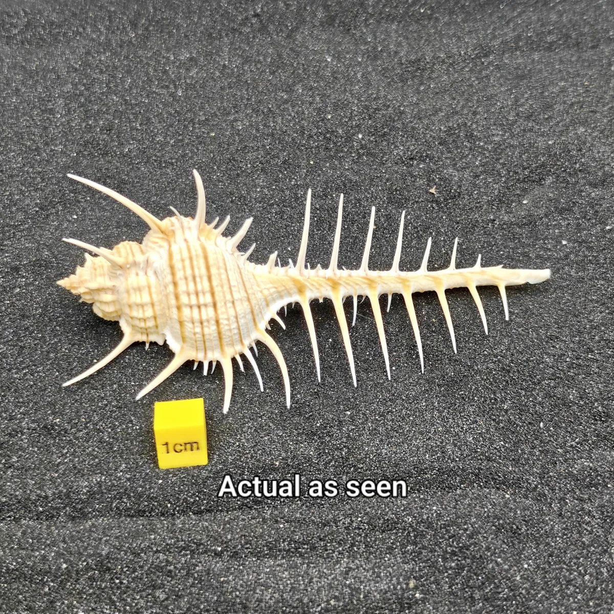 Murex Pecten (Venus Comb) Shell Large
