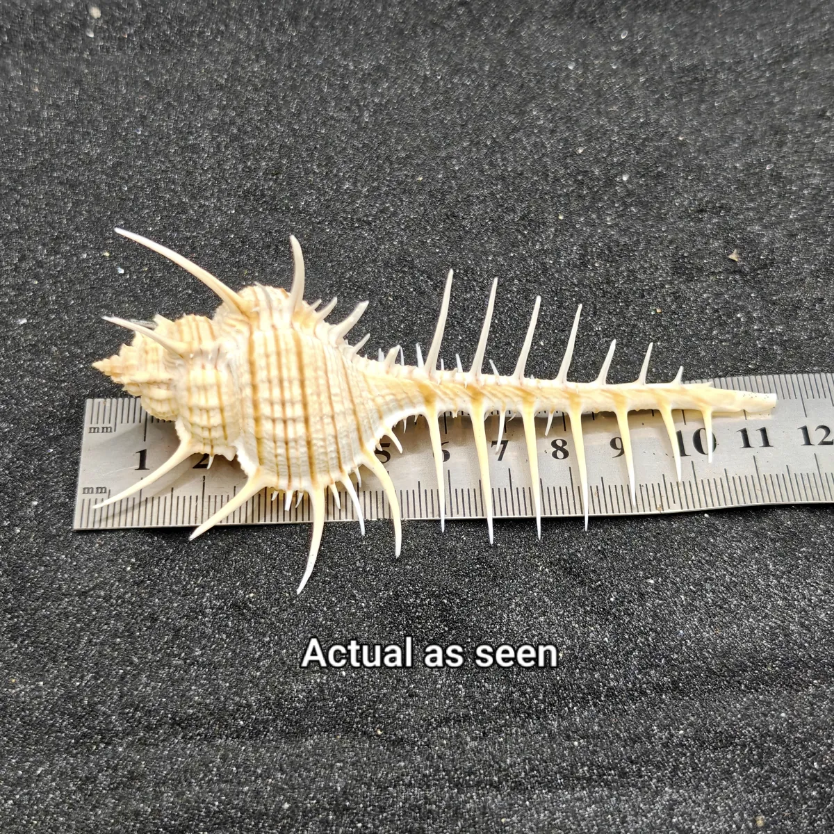 Murex Pecten (Venus Comb) Shell Large