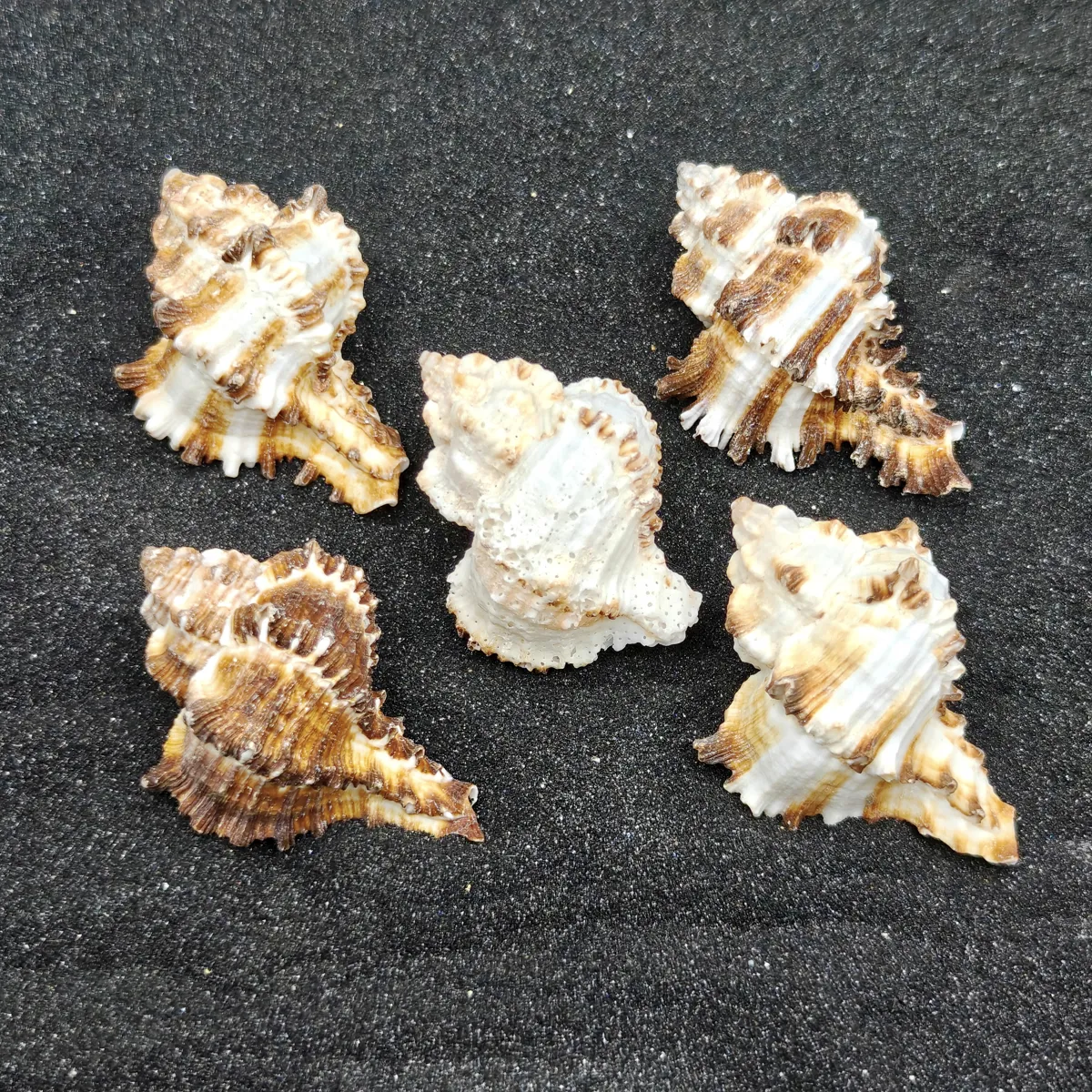 Murex Endiva Shells (Medium) x5