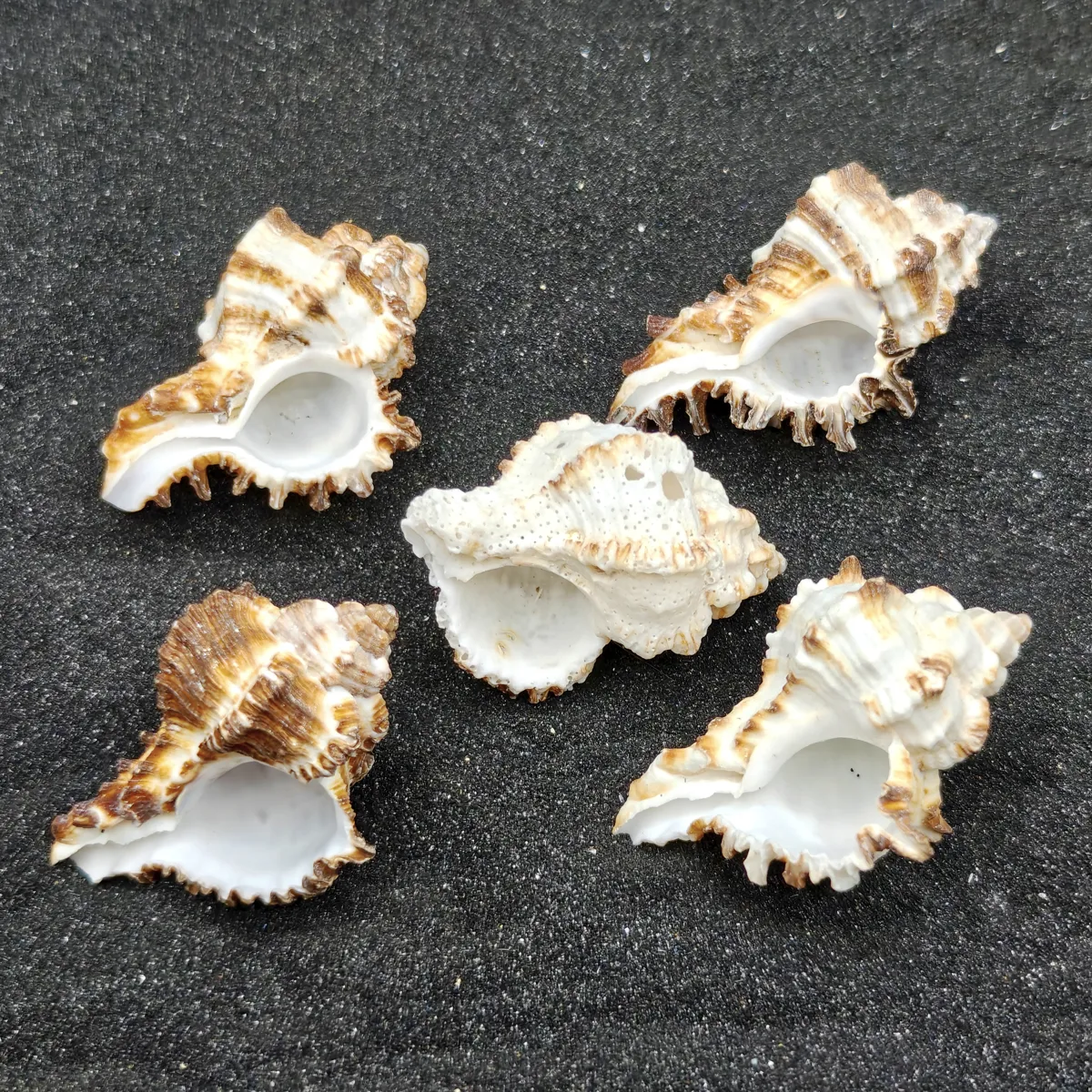 Murex Endiva Shells (Medium) x5