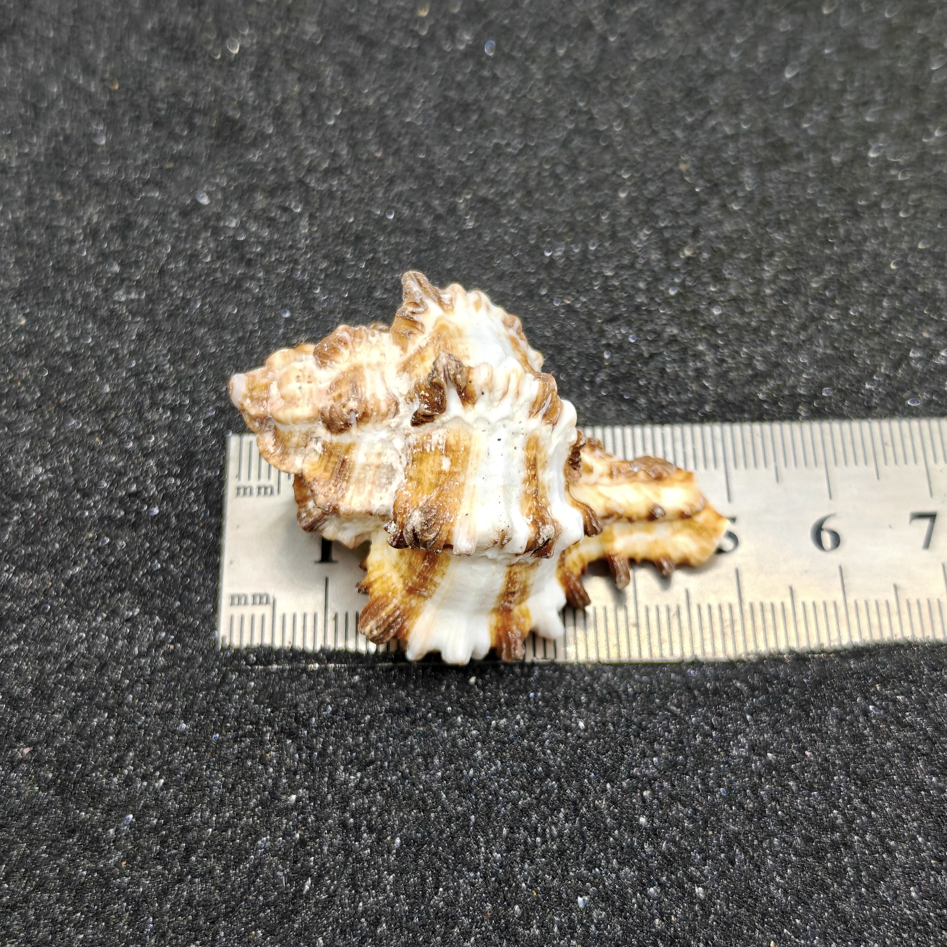 Murex Endiva Shells (Medium) x5