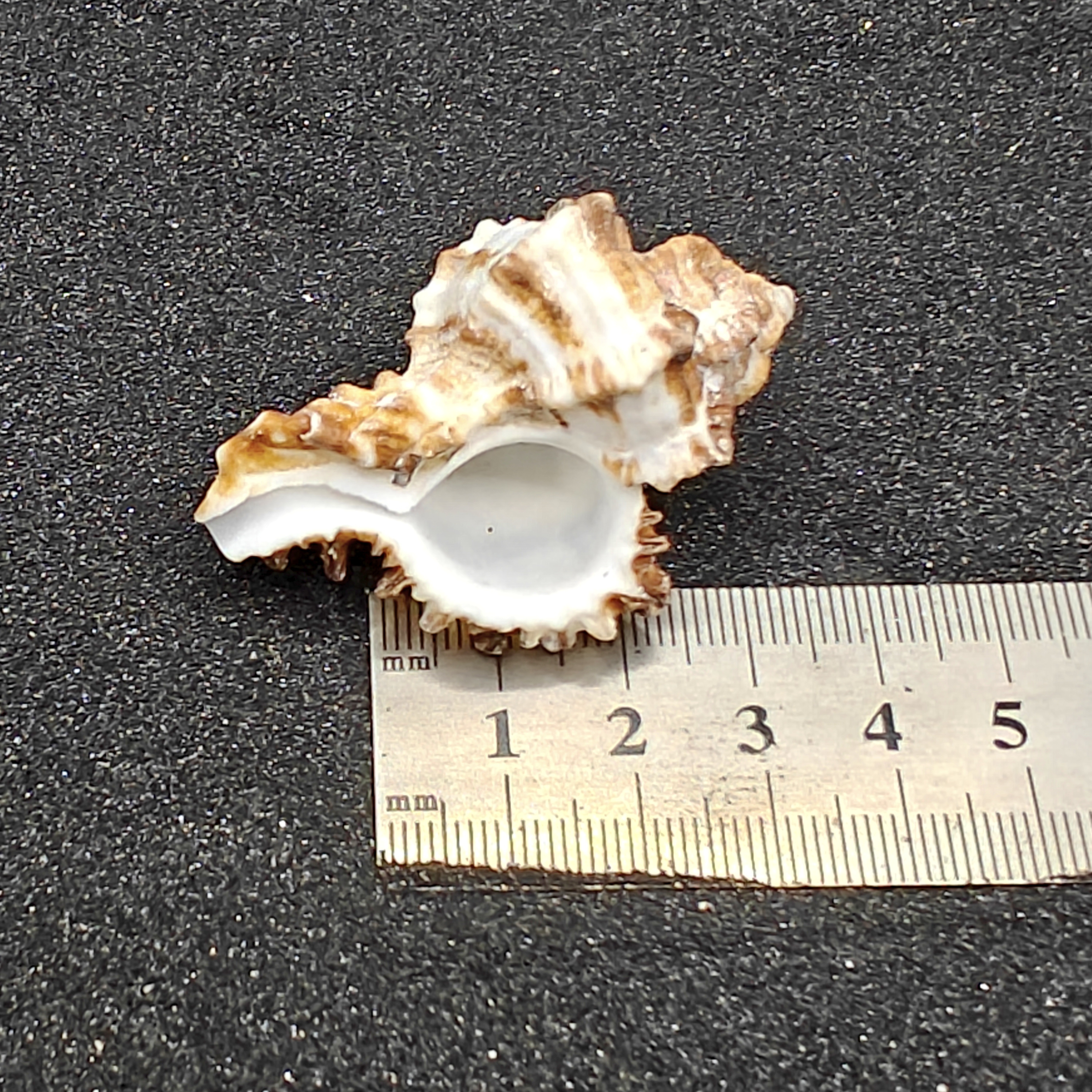 Murex Endiva Shells (Medium) x5