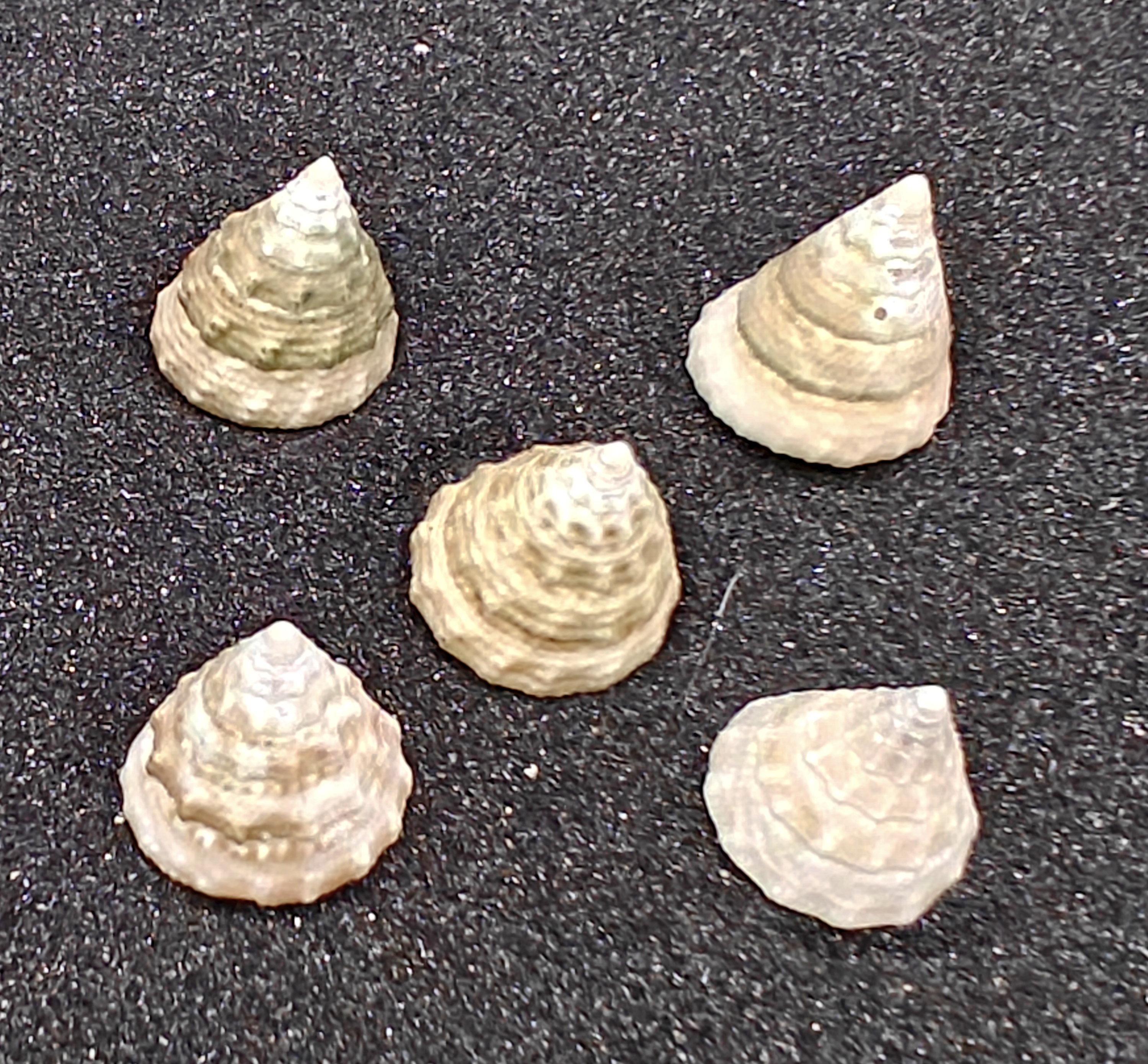 Mini Troca Shells x5