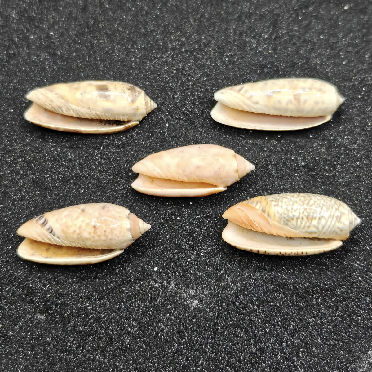 Olive Shells x5