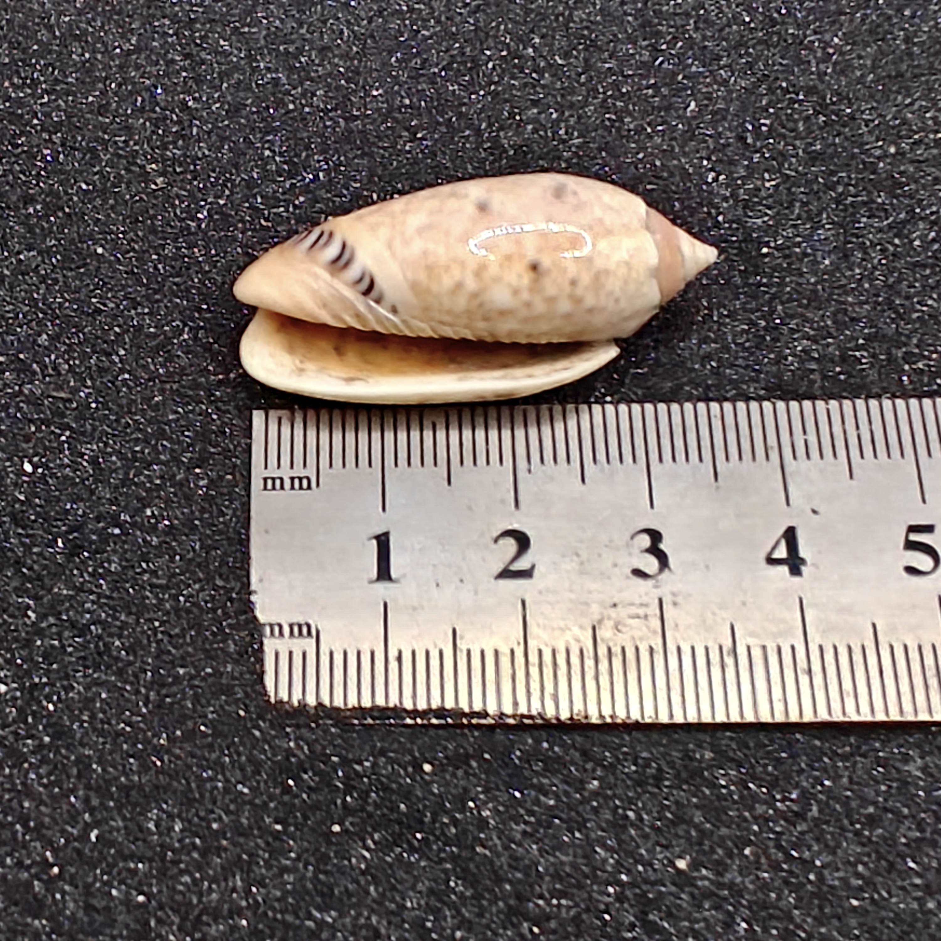 Olive Shells x5