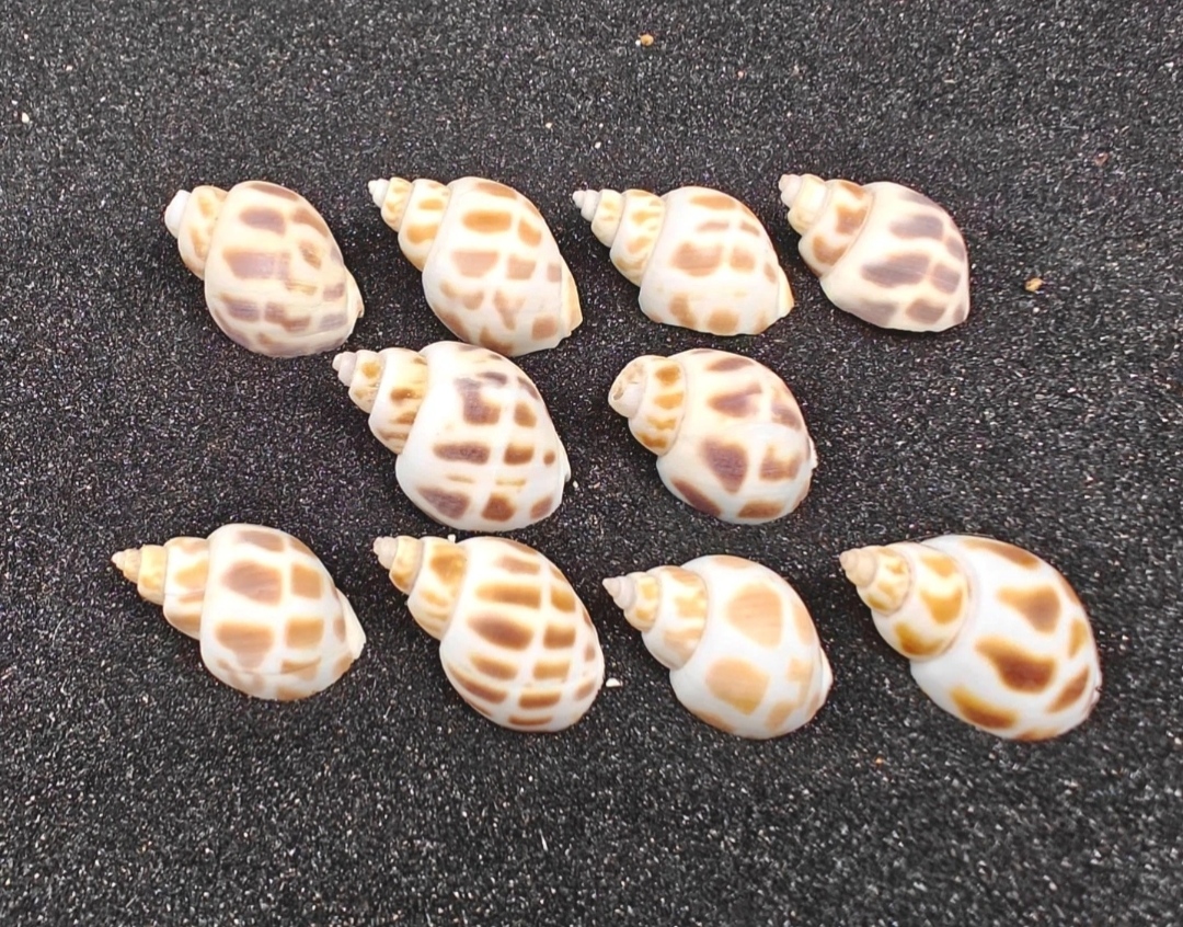 Babylon Shells (very small) x10