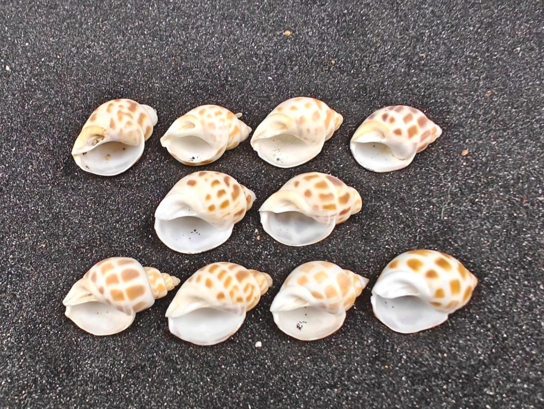 Babylon Shells (very small) x10