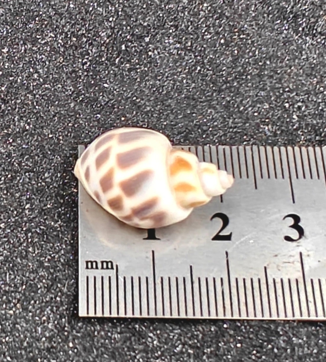 Babylon Shells (very small) x10