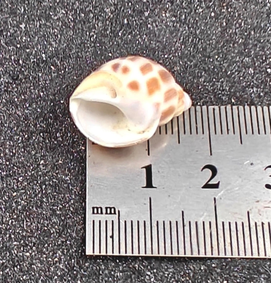 Babylon Shells (very small) x10