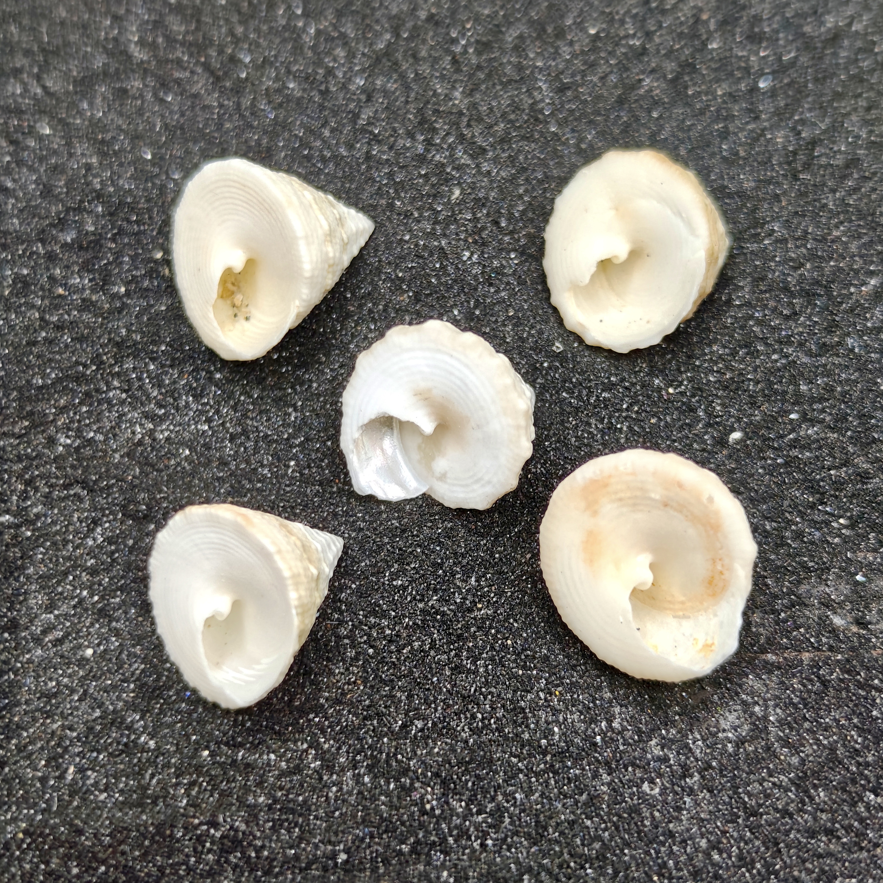 Mini Troca Shells x5