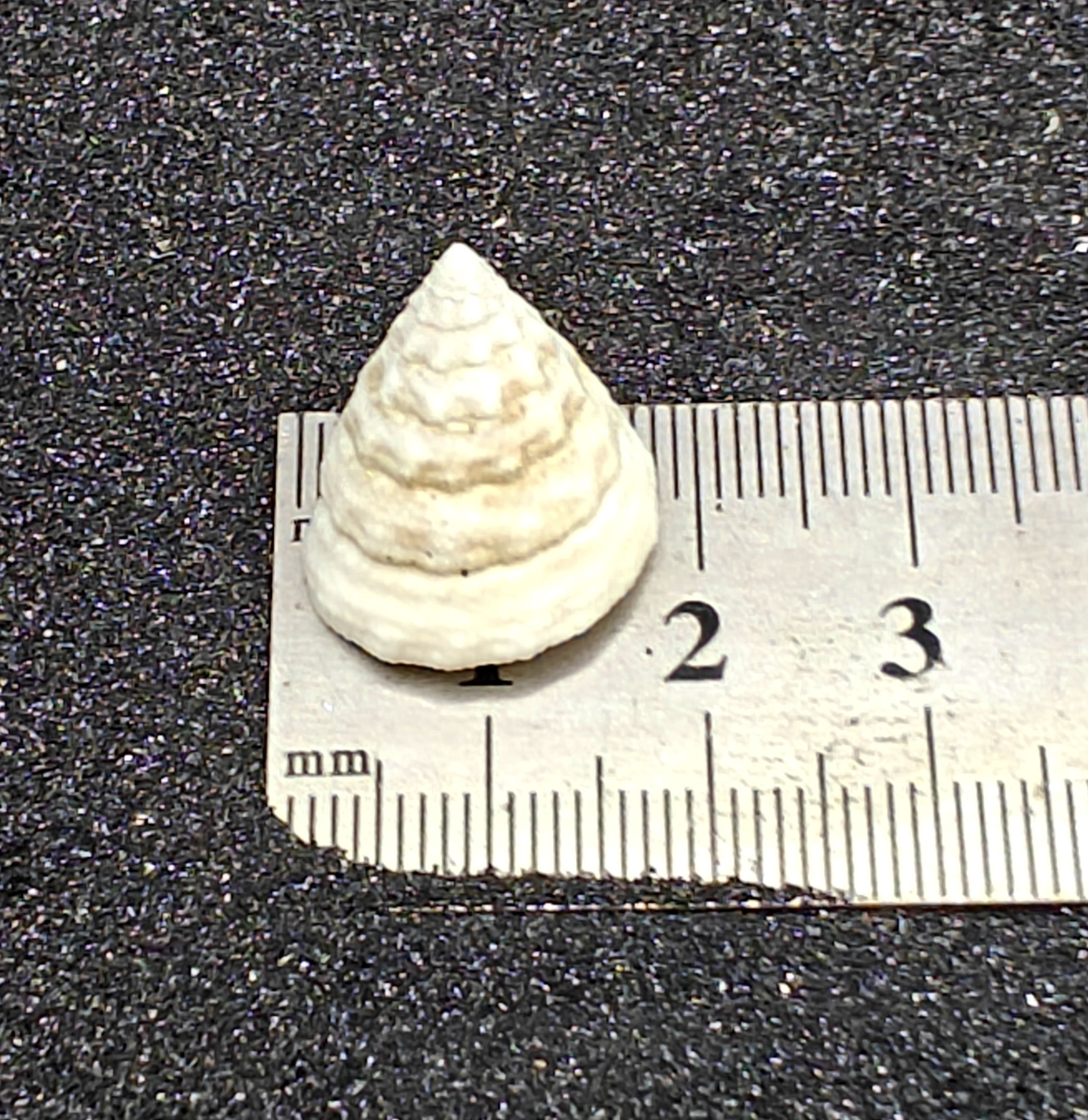 Mini Troca Shells x5