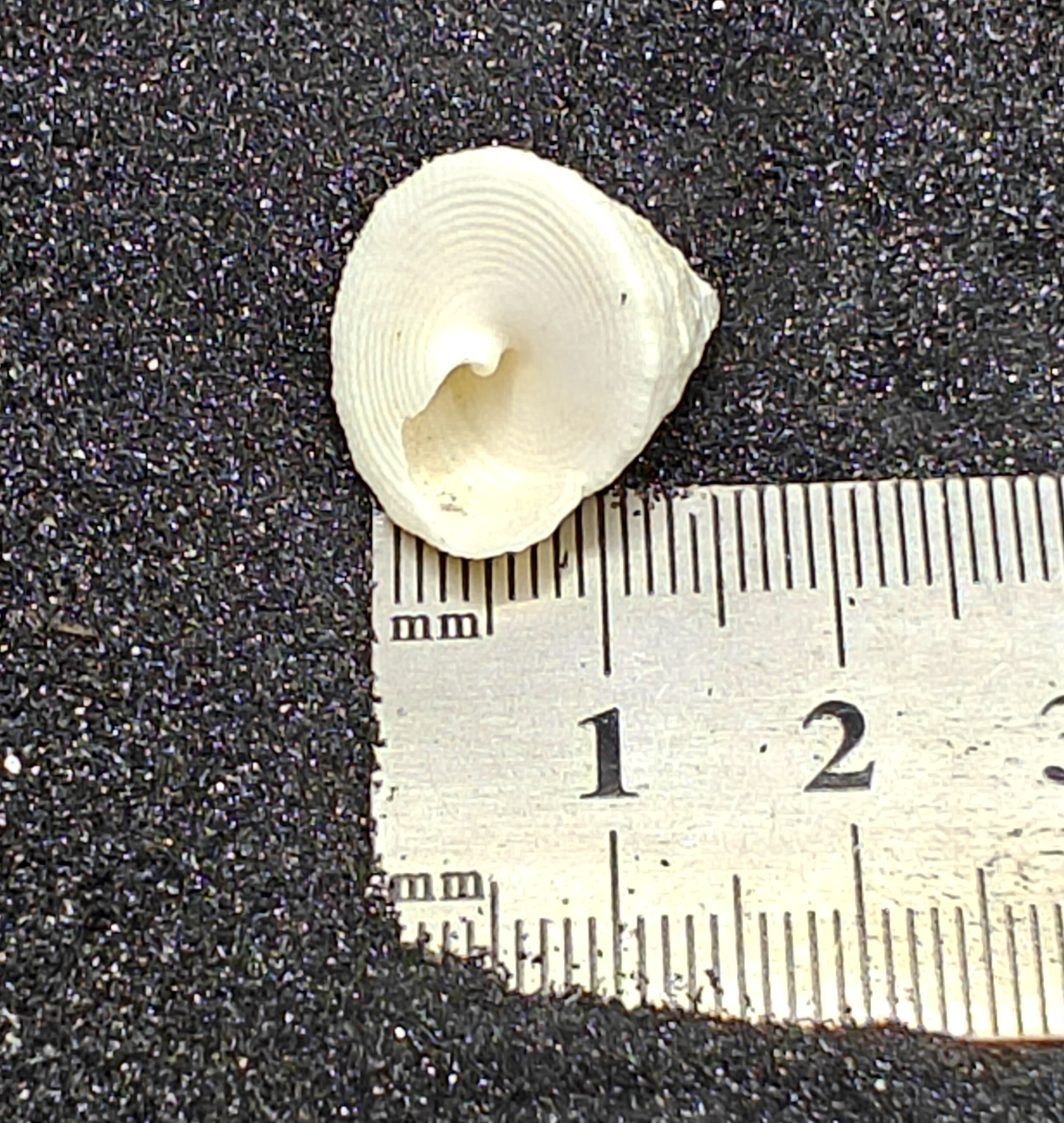 Mini Troca Shells x5