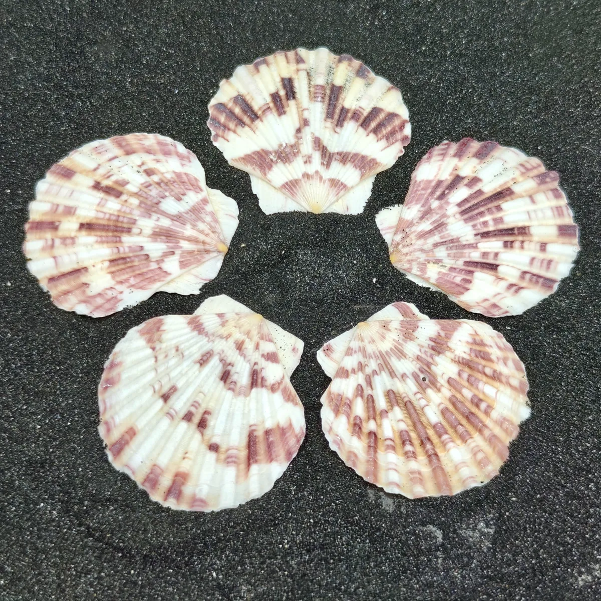 Mini Scallop Shells x5