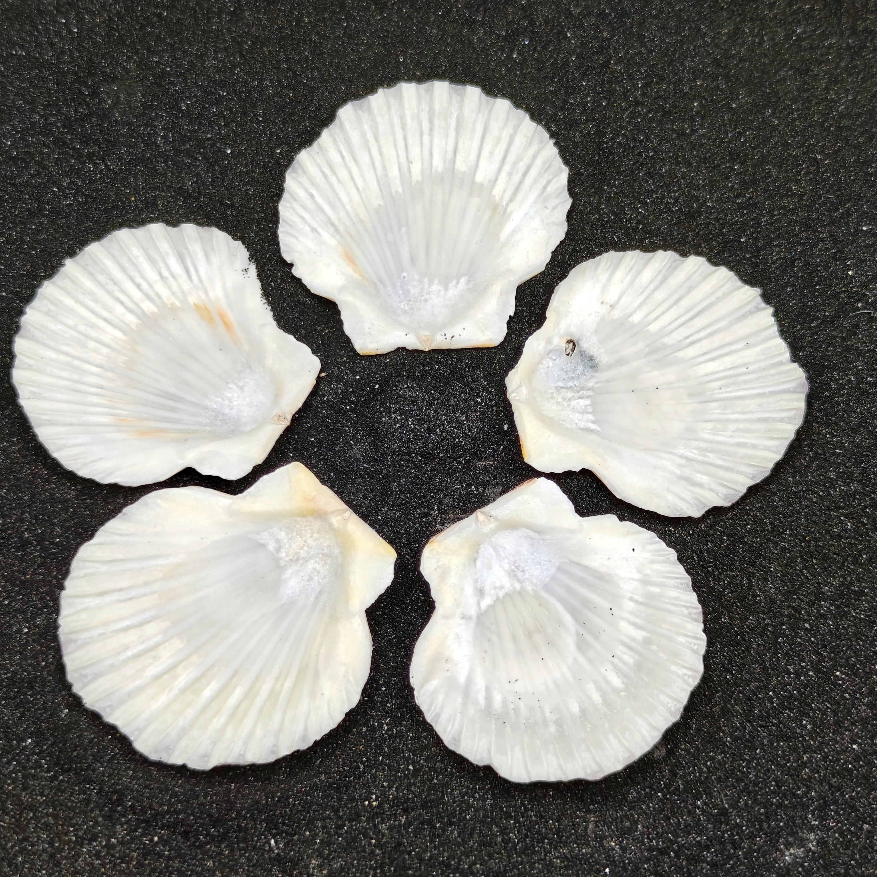 Mini Scallop Shells x5