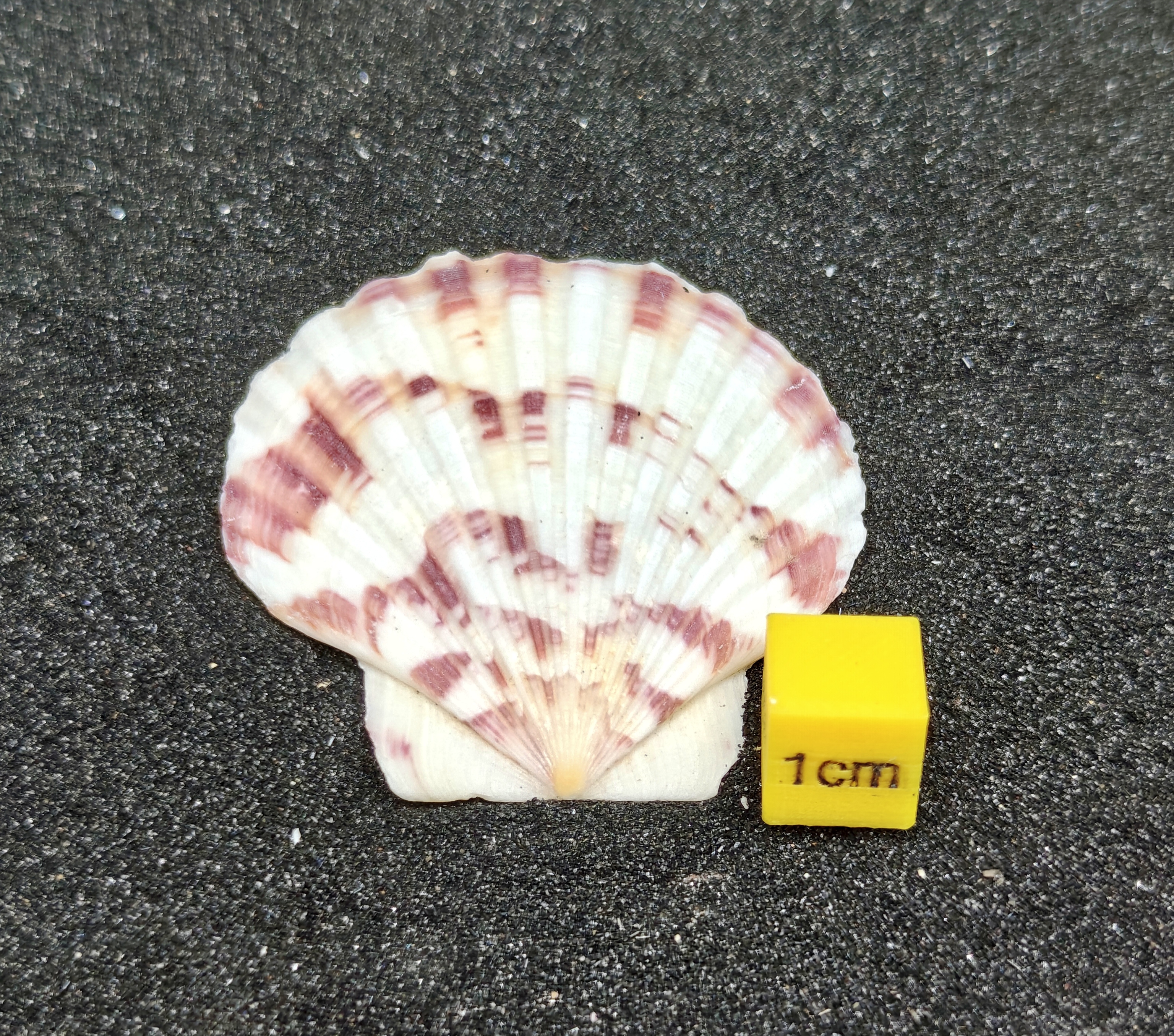 Mini Scallop Shells x5