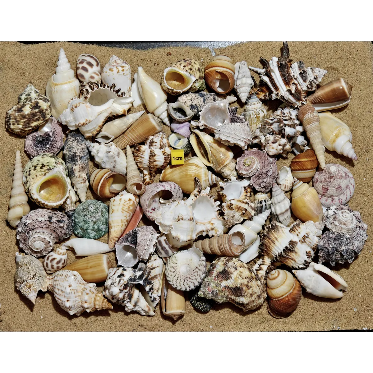 Ultimate Hermit Crab Shells Selection x65