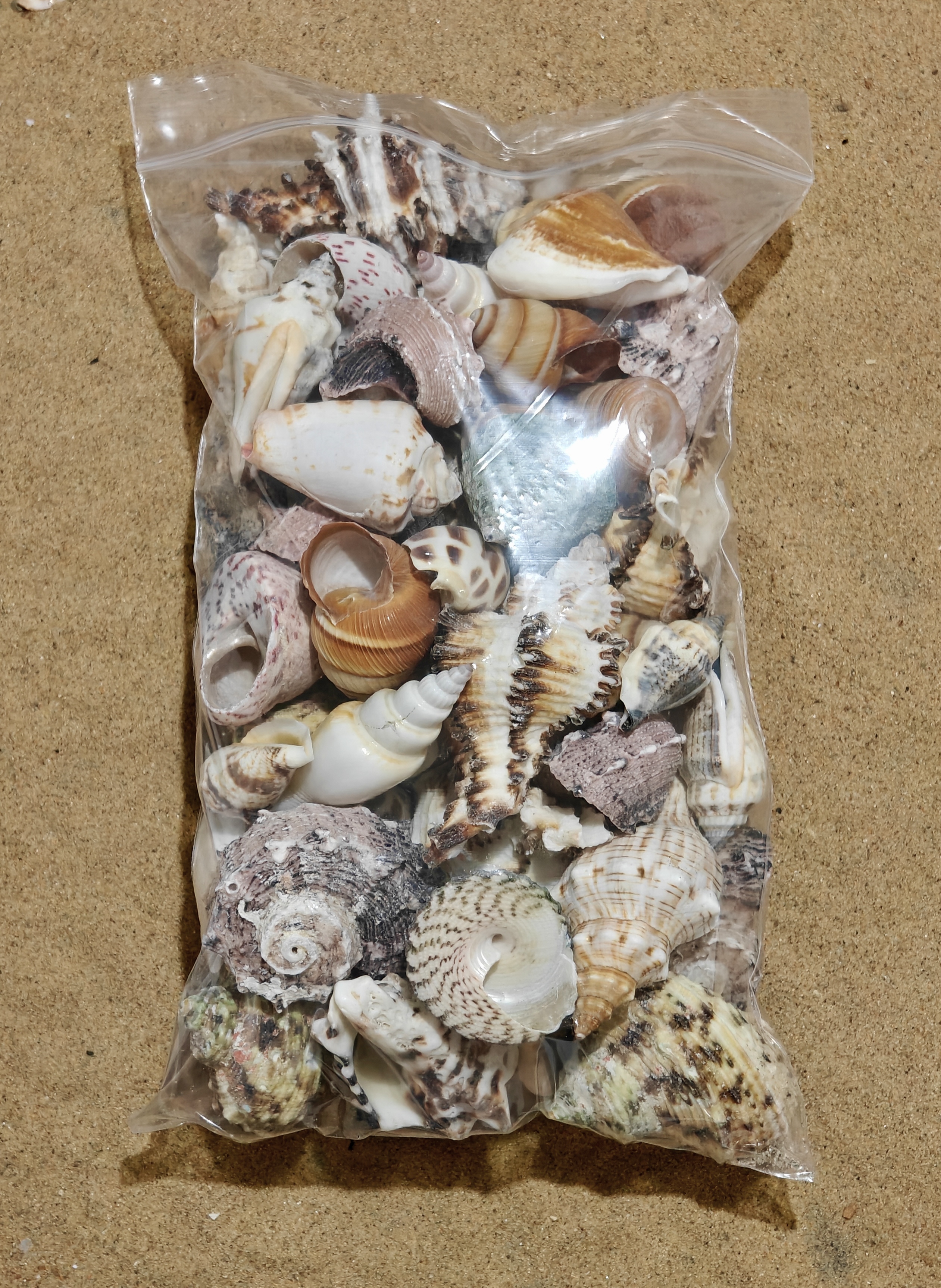 Ultimate Hermit Crab Shells Selection x65