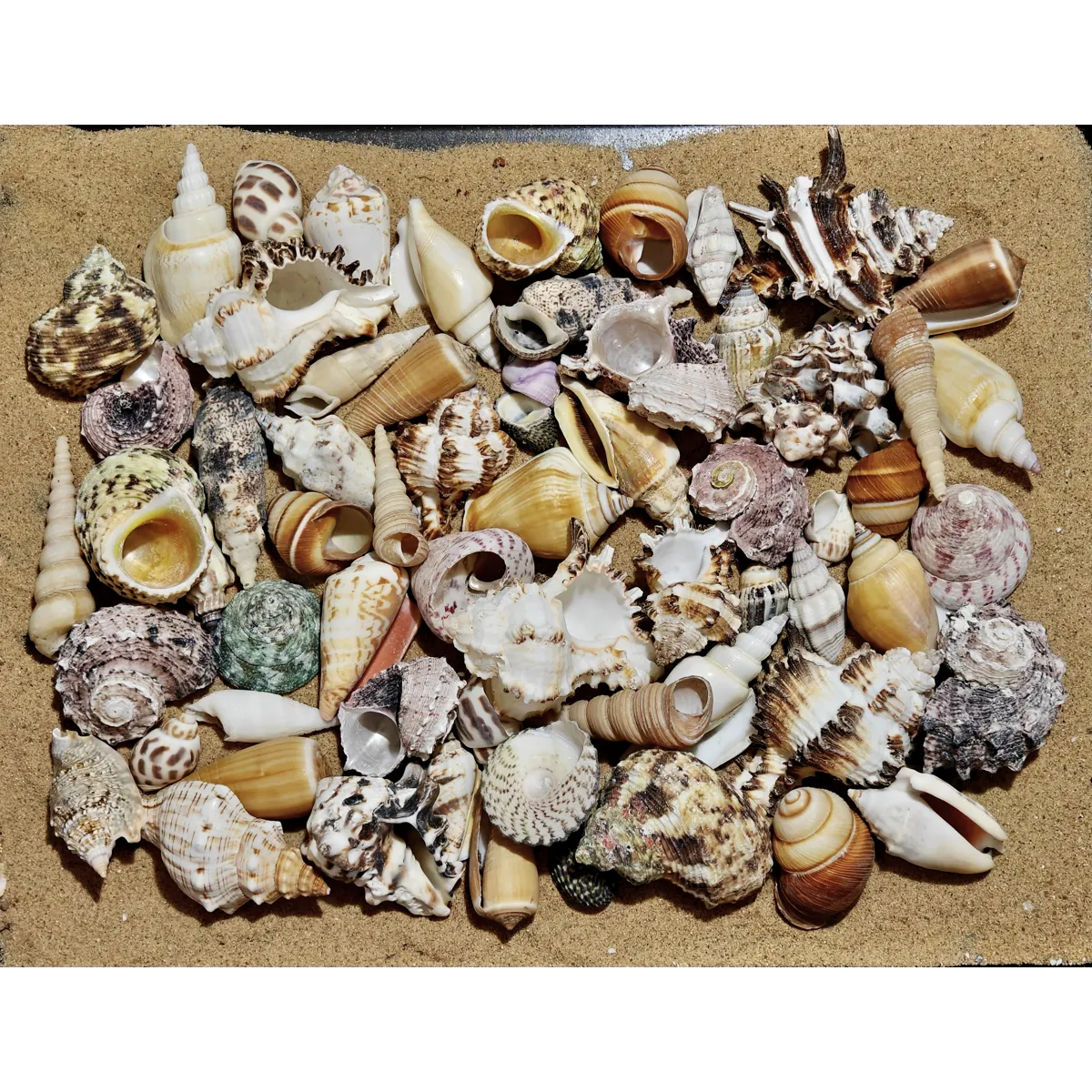 Ultimate Hermit Crab Shells Selection x65