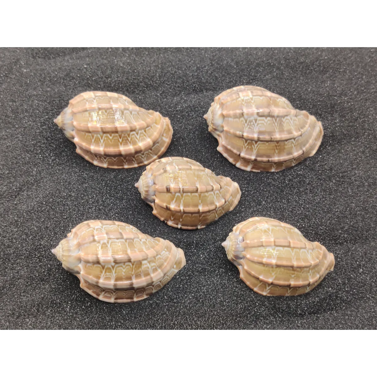 Harpa Shells (Large) x5