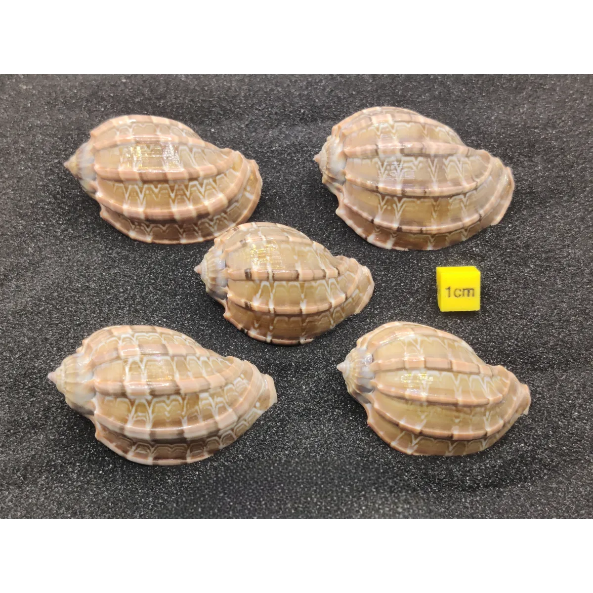 Harpa Shells (Large) x5