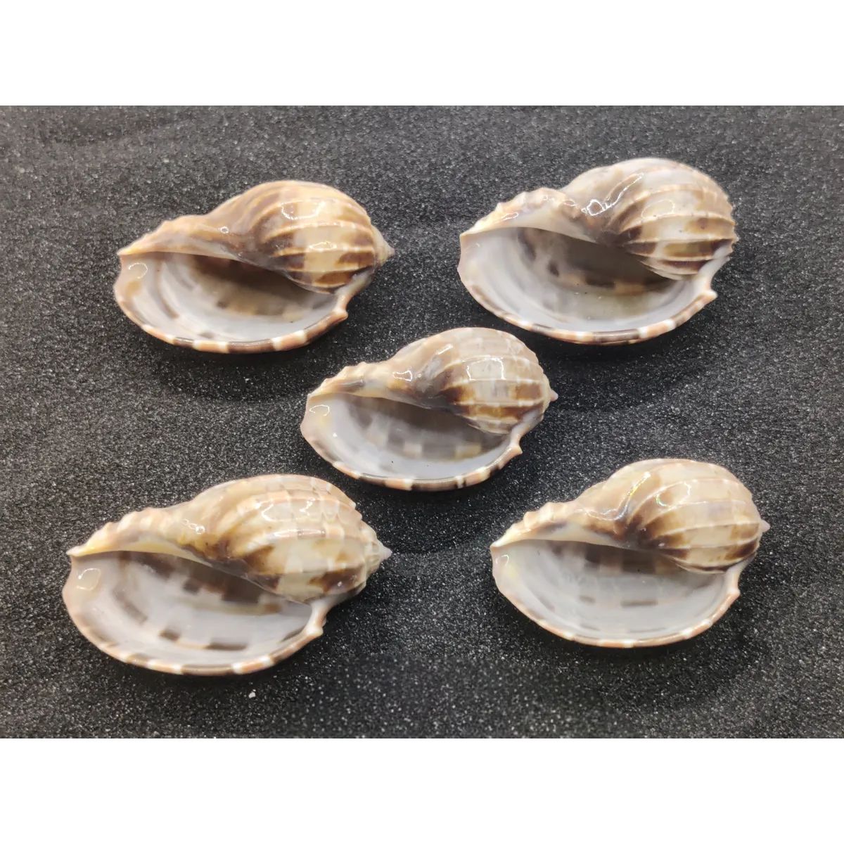 Harpa Shells (Large) x5
