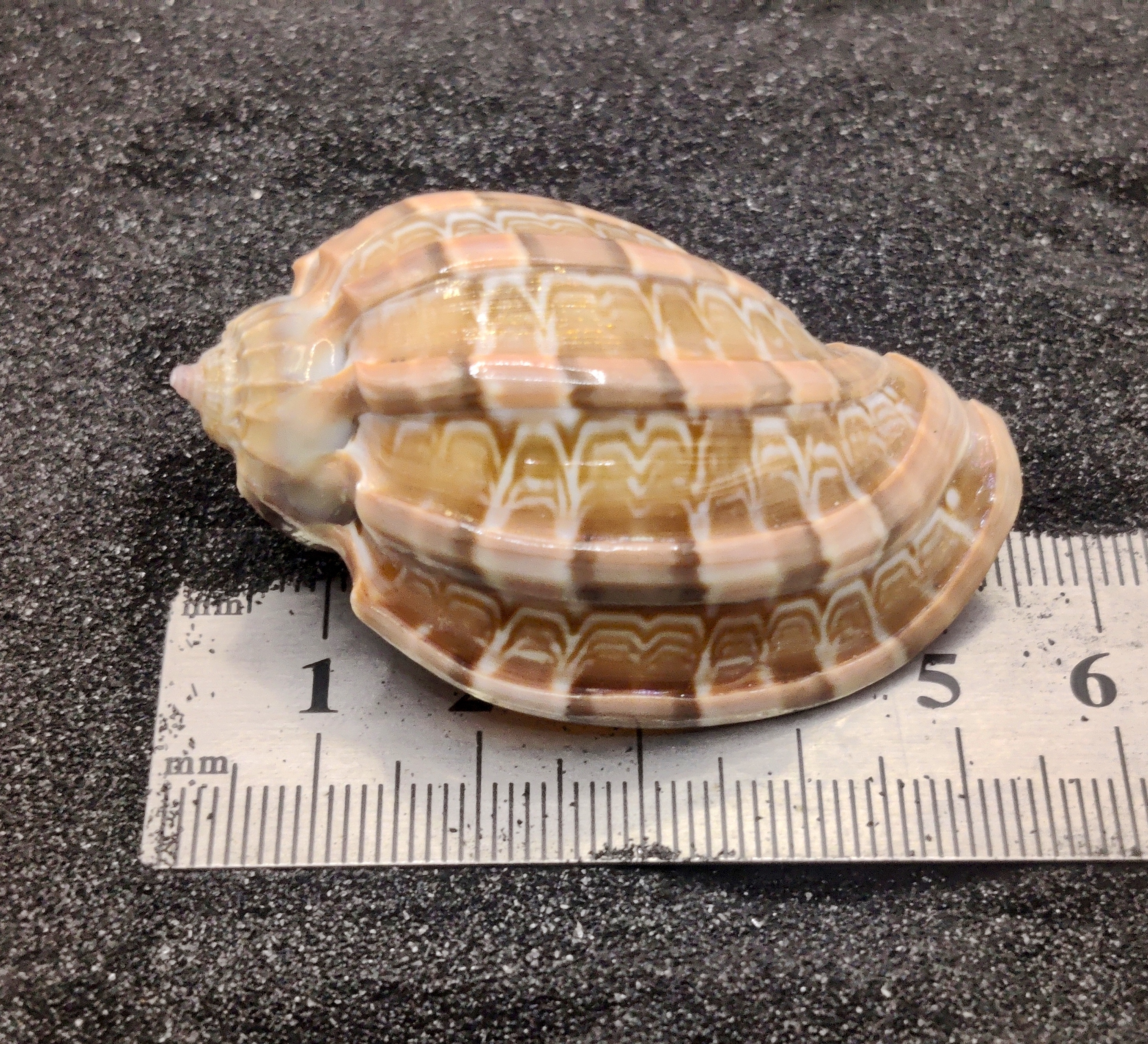 Harpa Shells (Large) x5