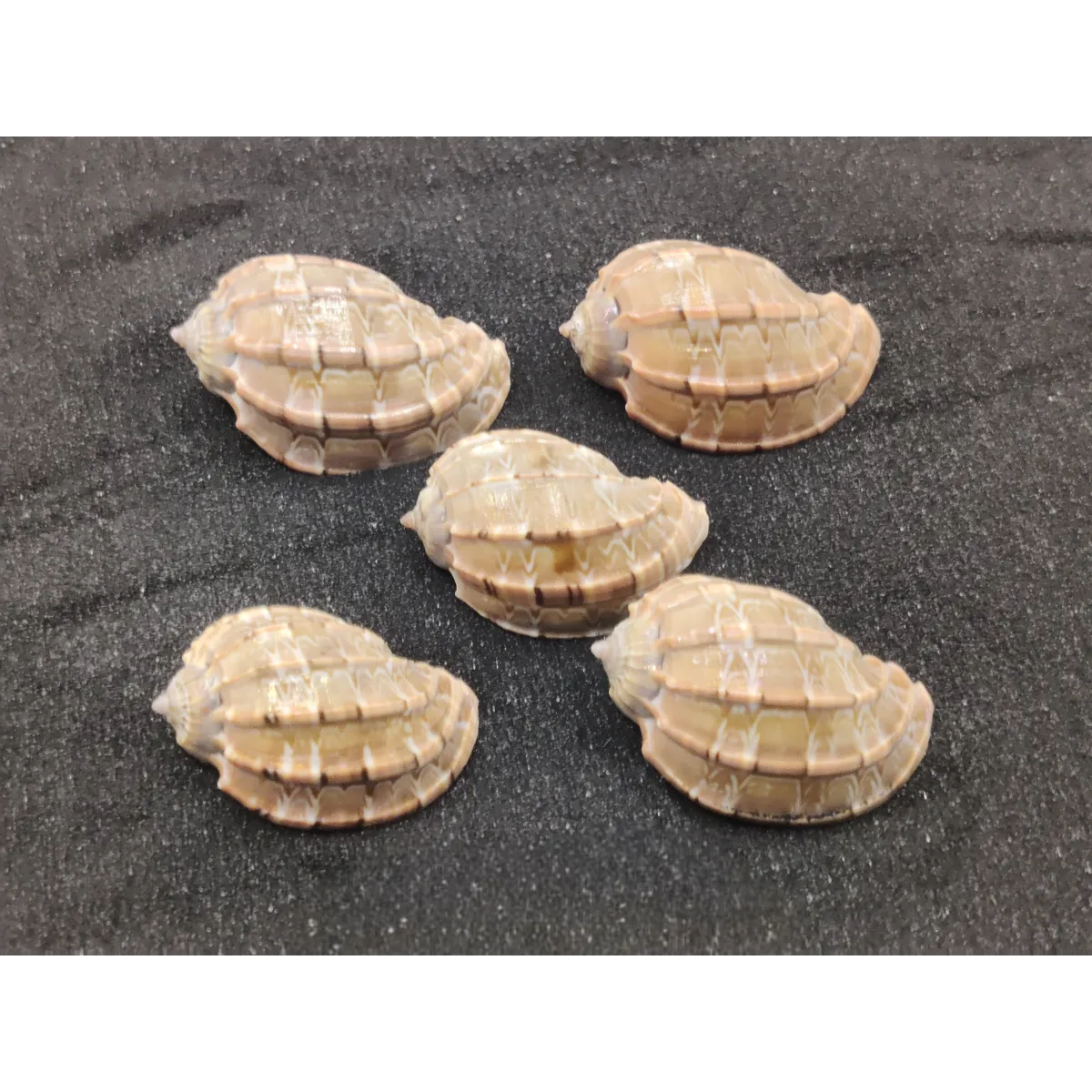 Harpa Shells (Medium) x5