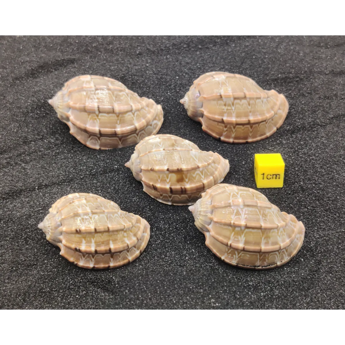 Harpa Shells (Medium) x5