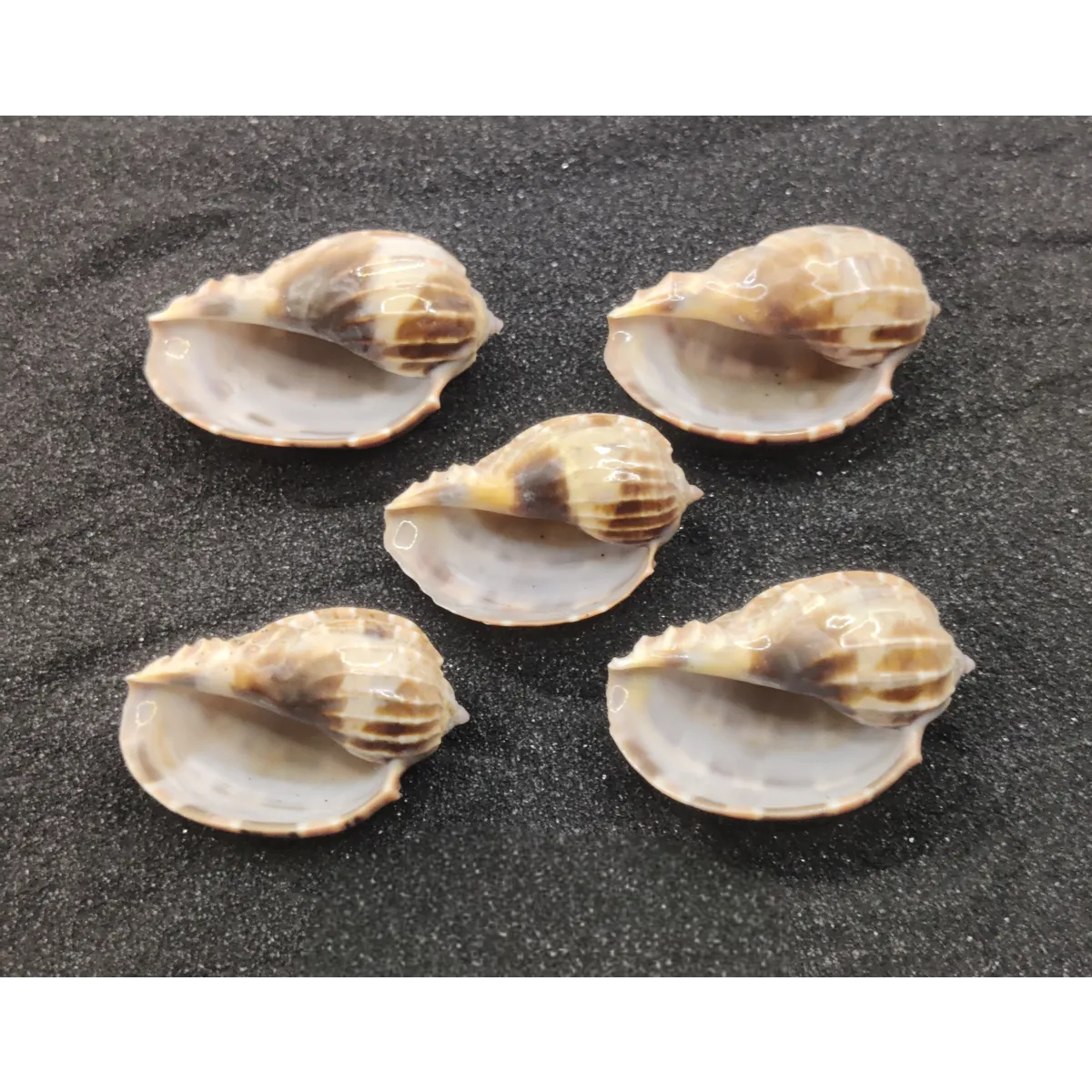 Harpa Shells (Medium) x5