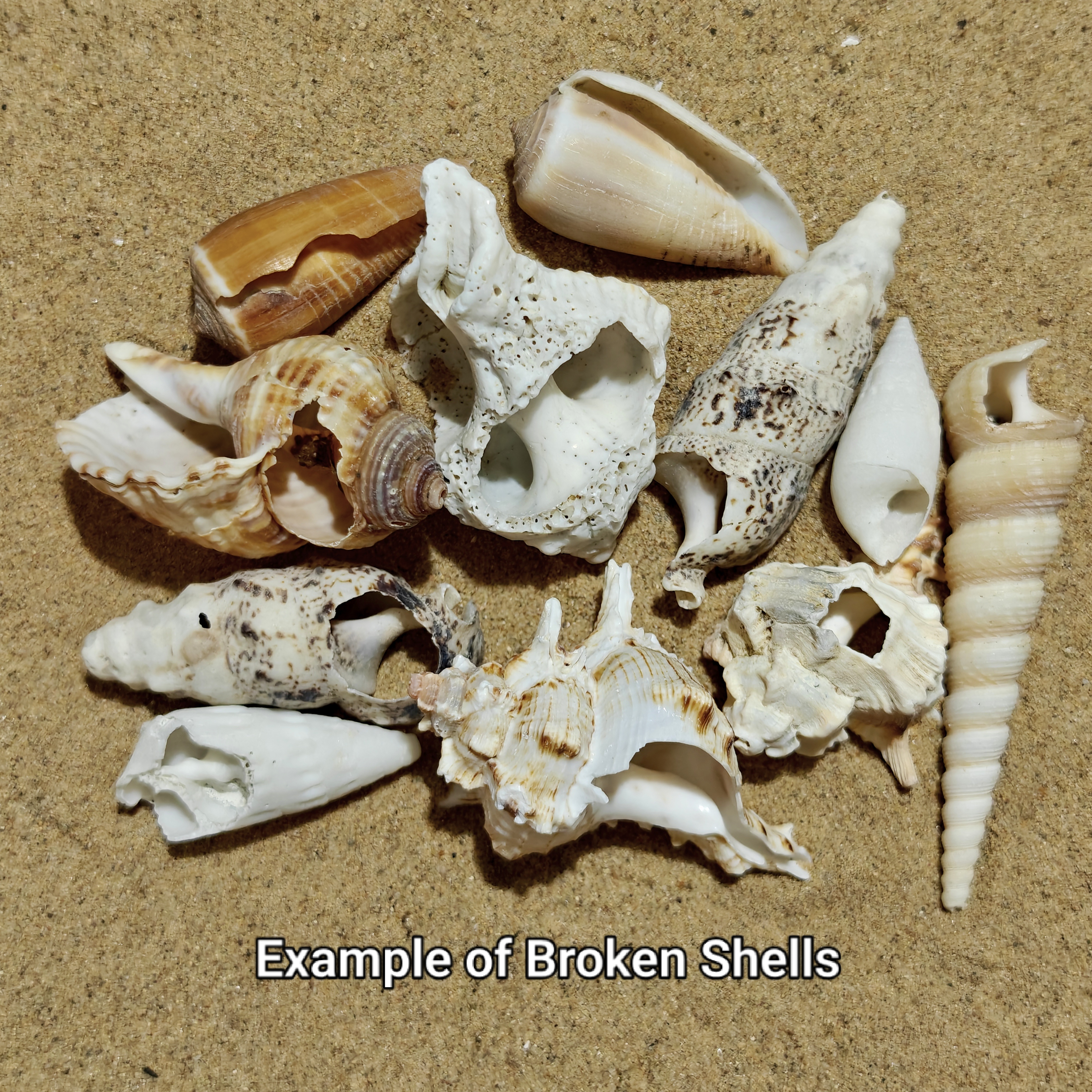 250g Broken Shell Selection