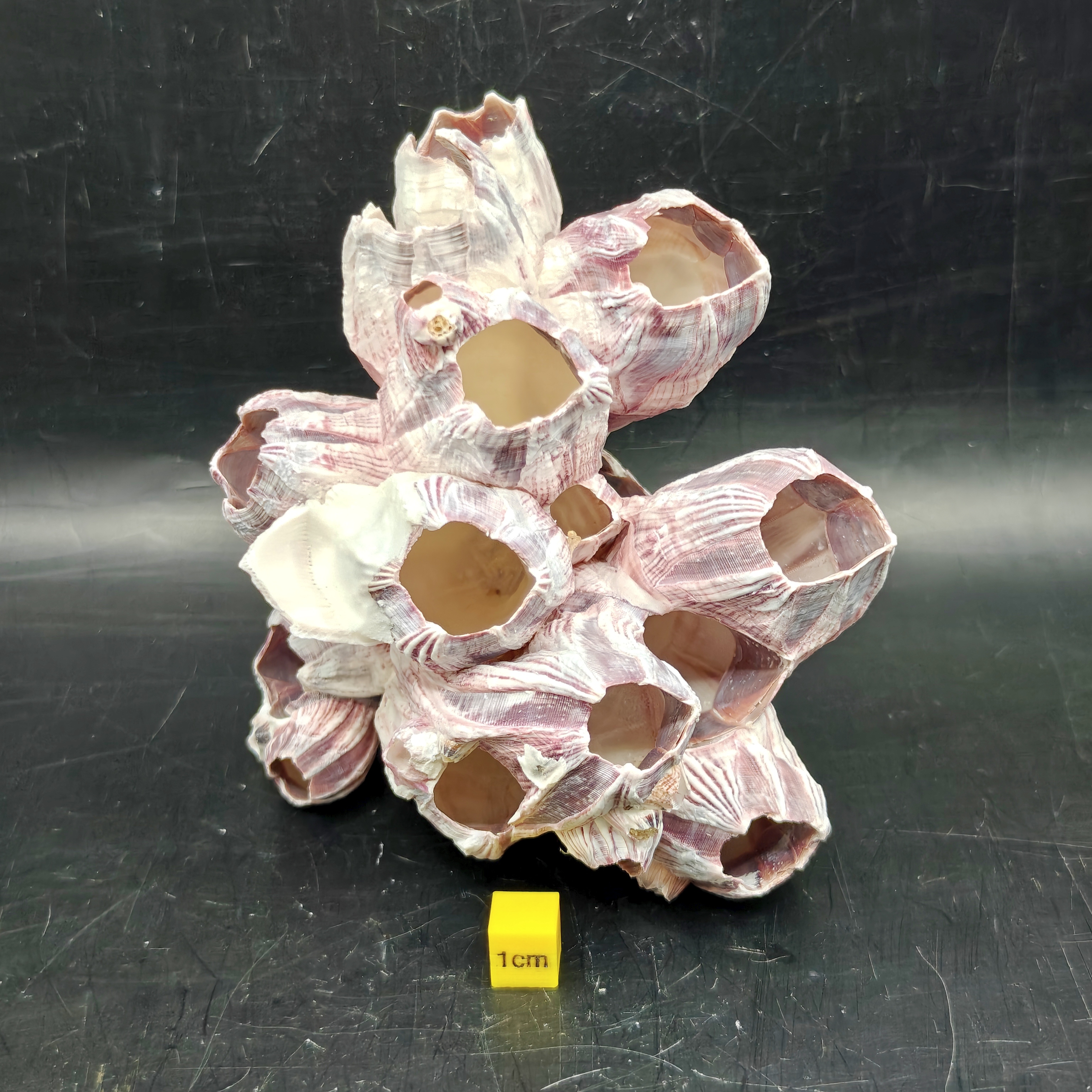 Natural Barnacle Cluster (Medium)