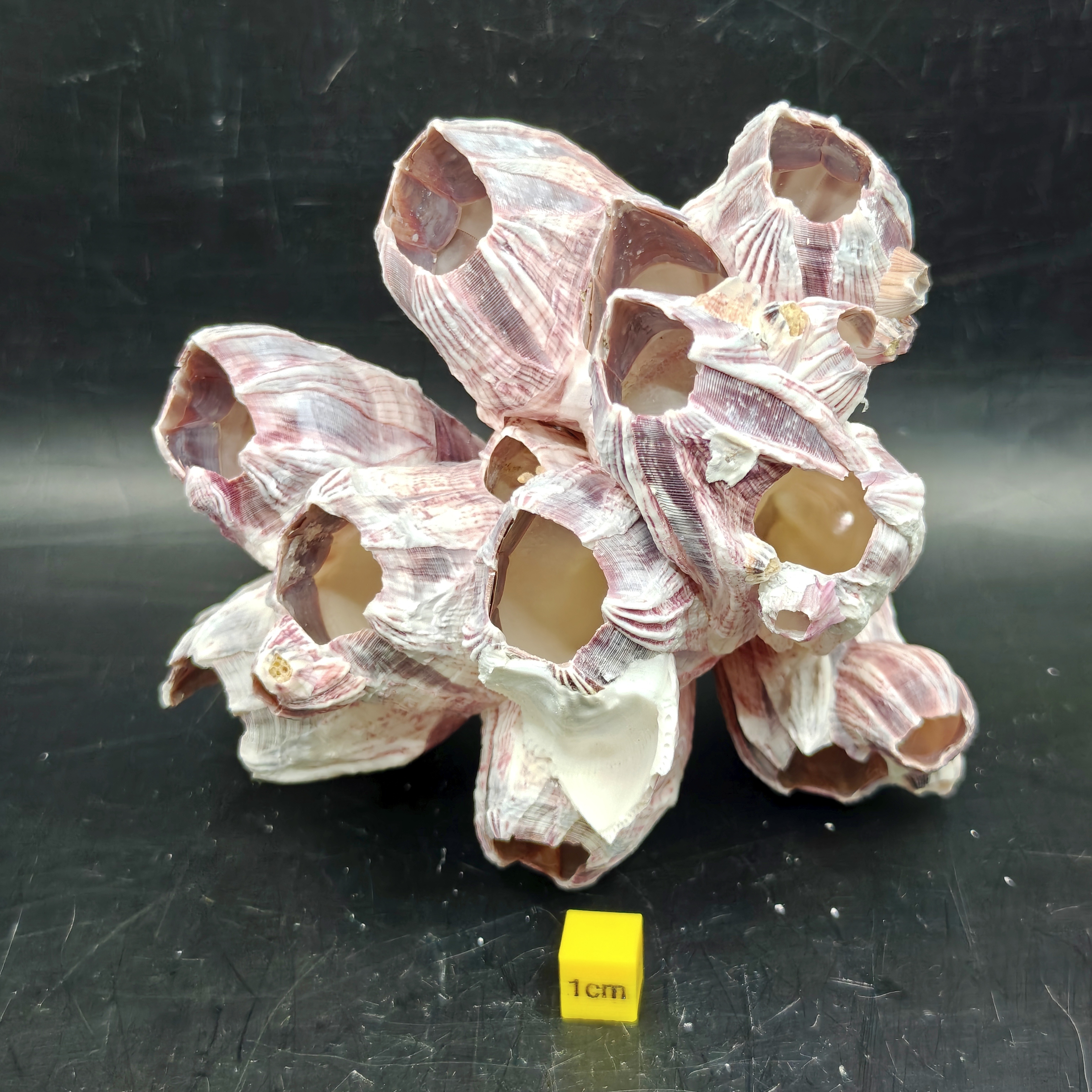 Natural Barnacle Cluster (Medium)