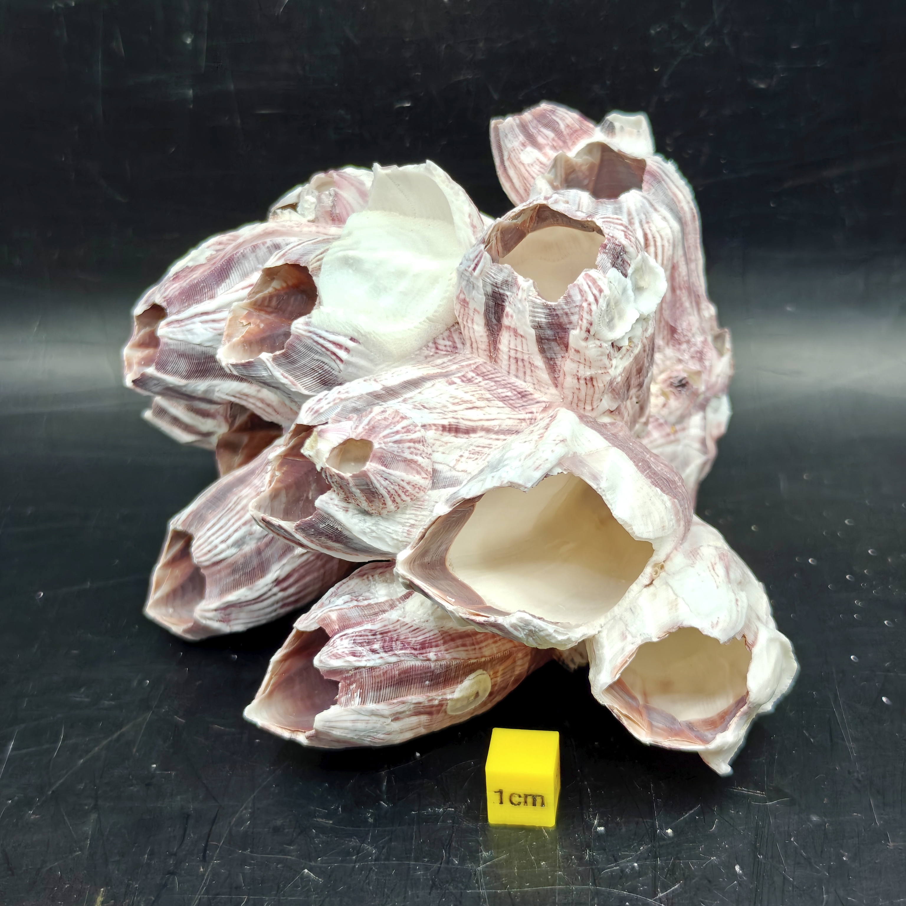 Natural Barnacle Cluster (Medium)