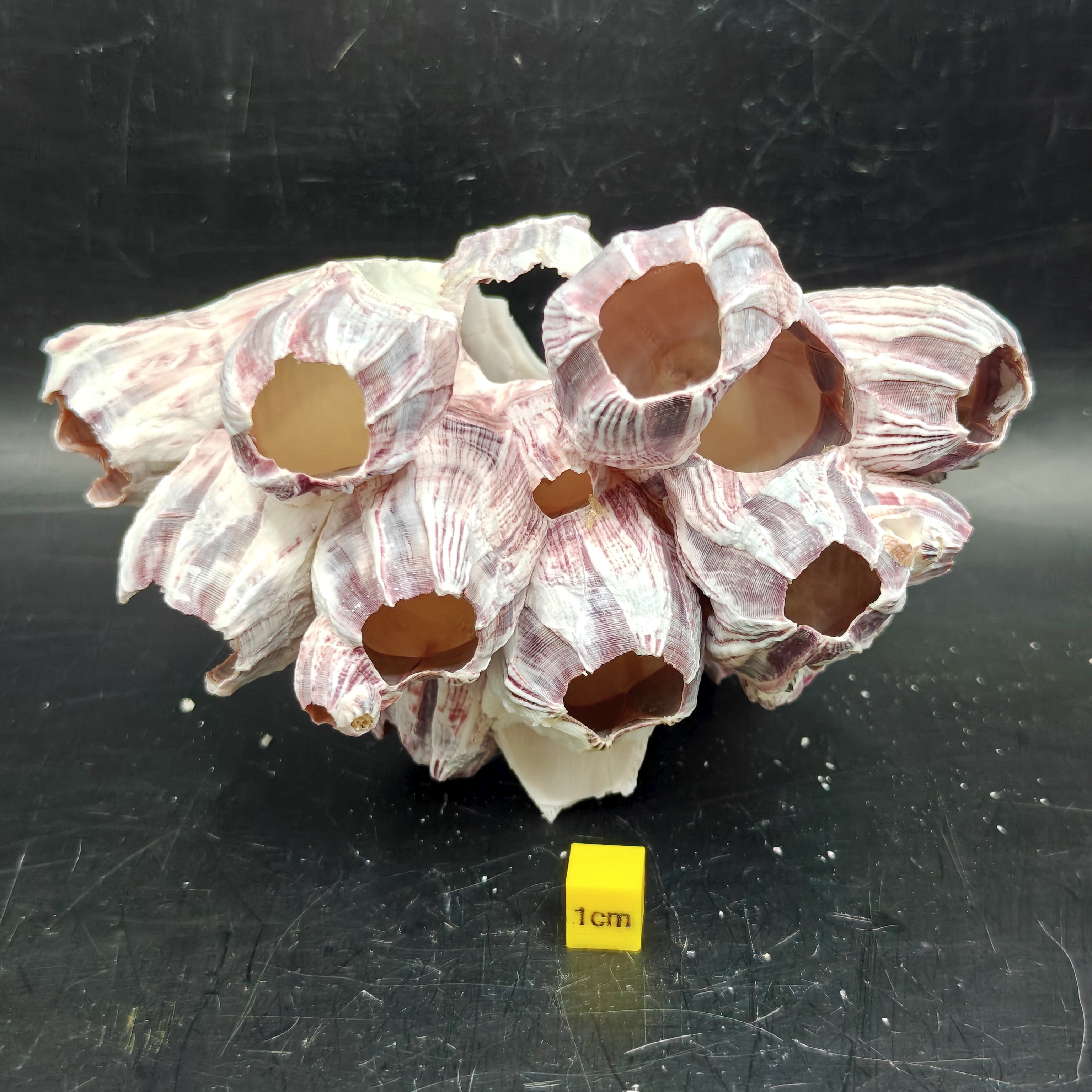 Natural Barnacle Cluster (Medium)