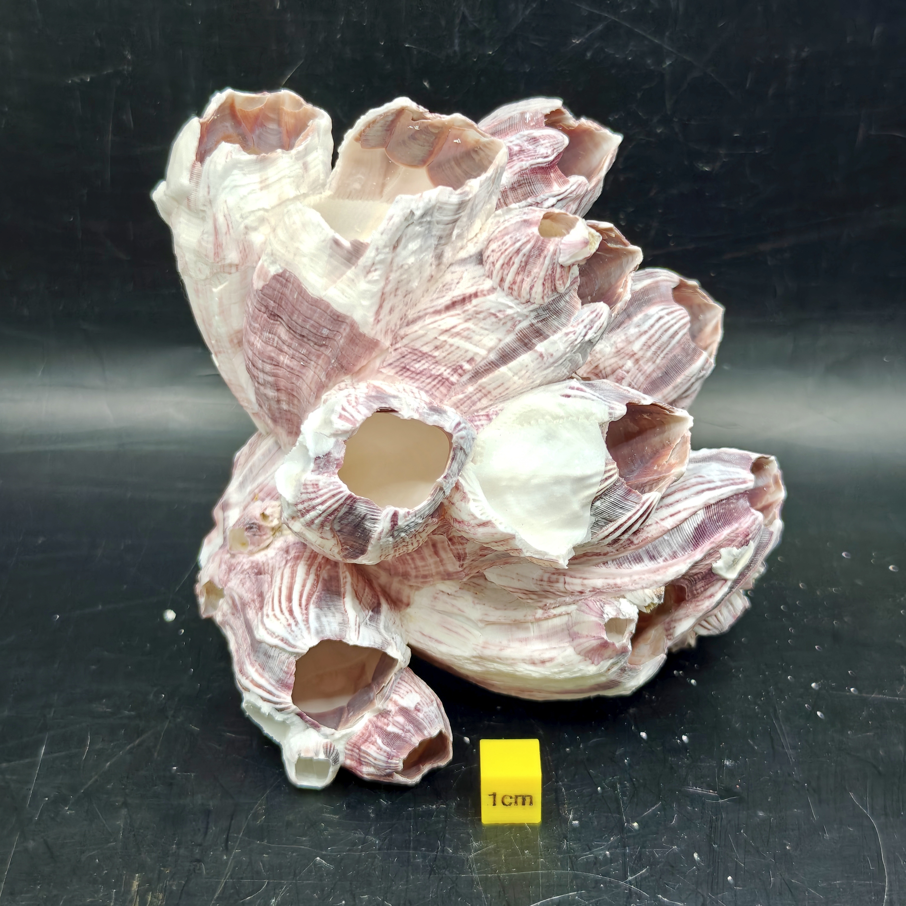 Natural Barnacle Cluster (Medium)