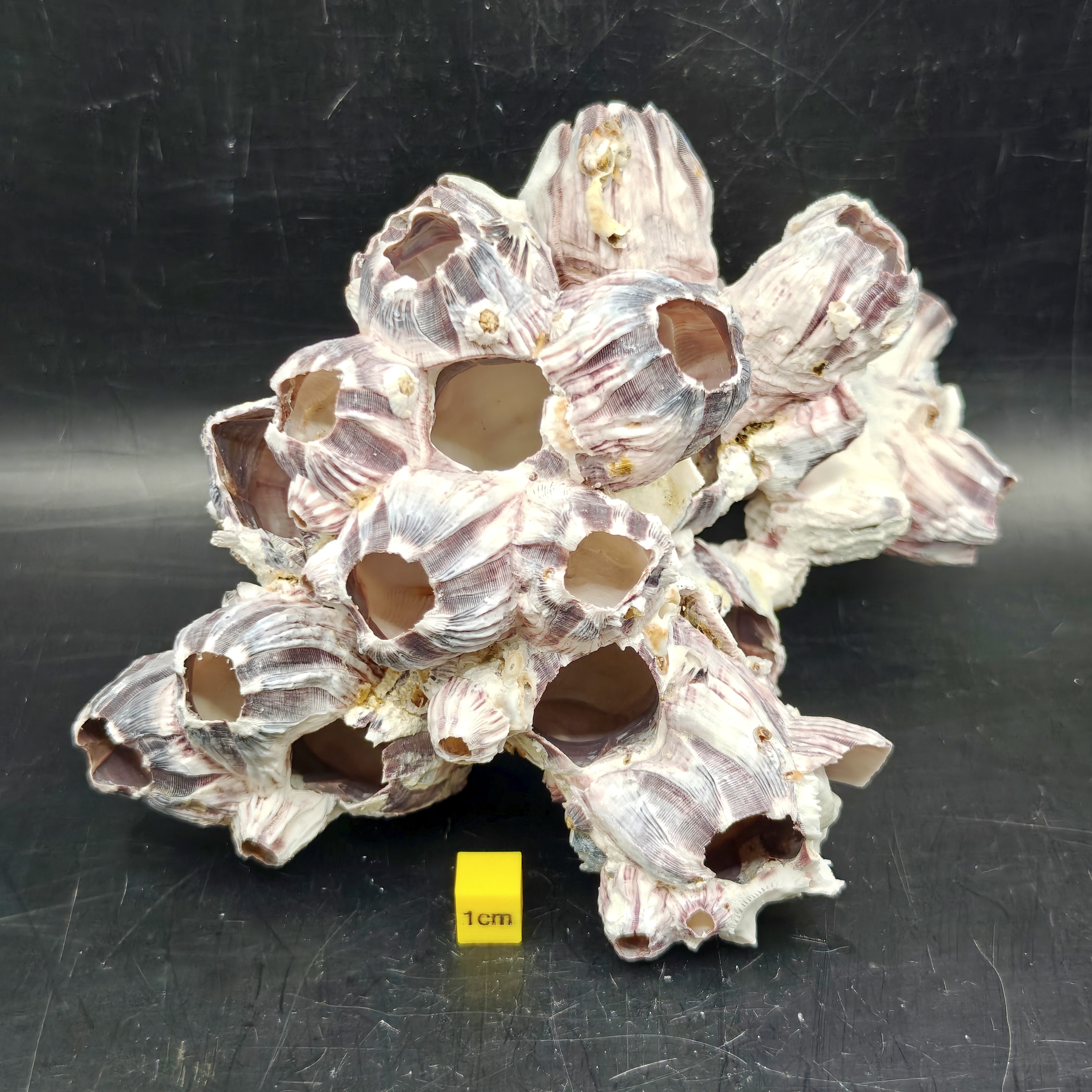 Natural Barnacle Cluster (Large)