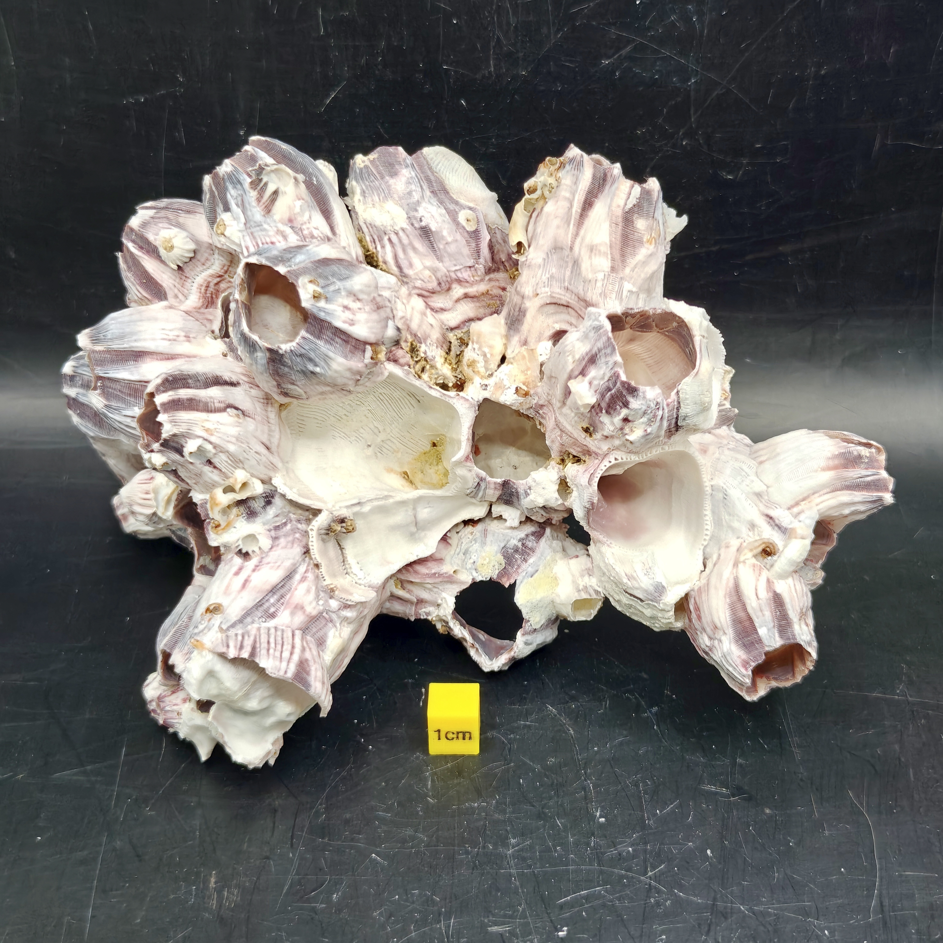 Natural Barnacle Cluster (Large)