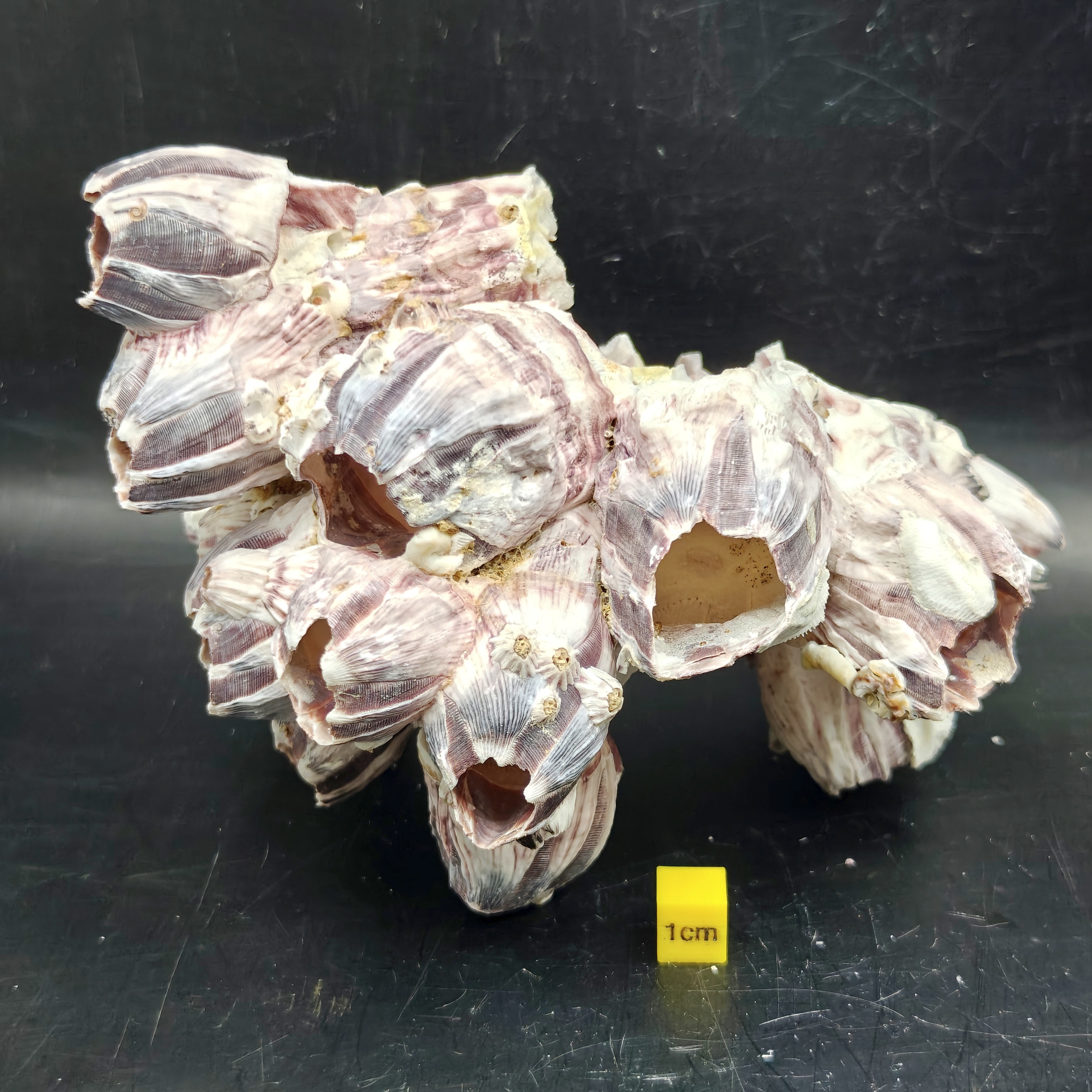 Natural Barnacle Cluster (Large)