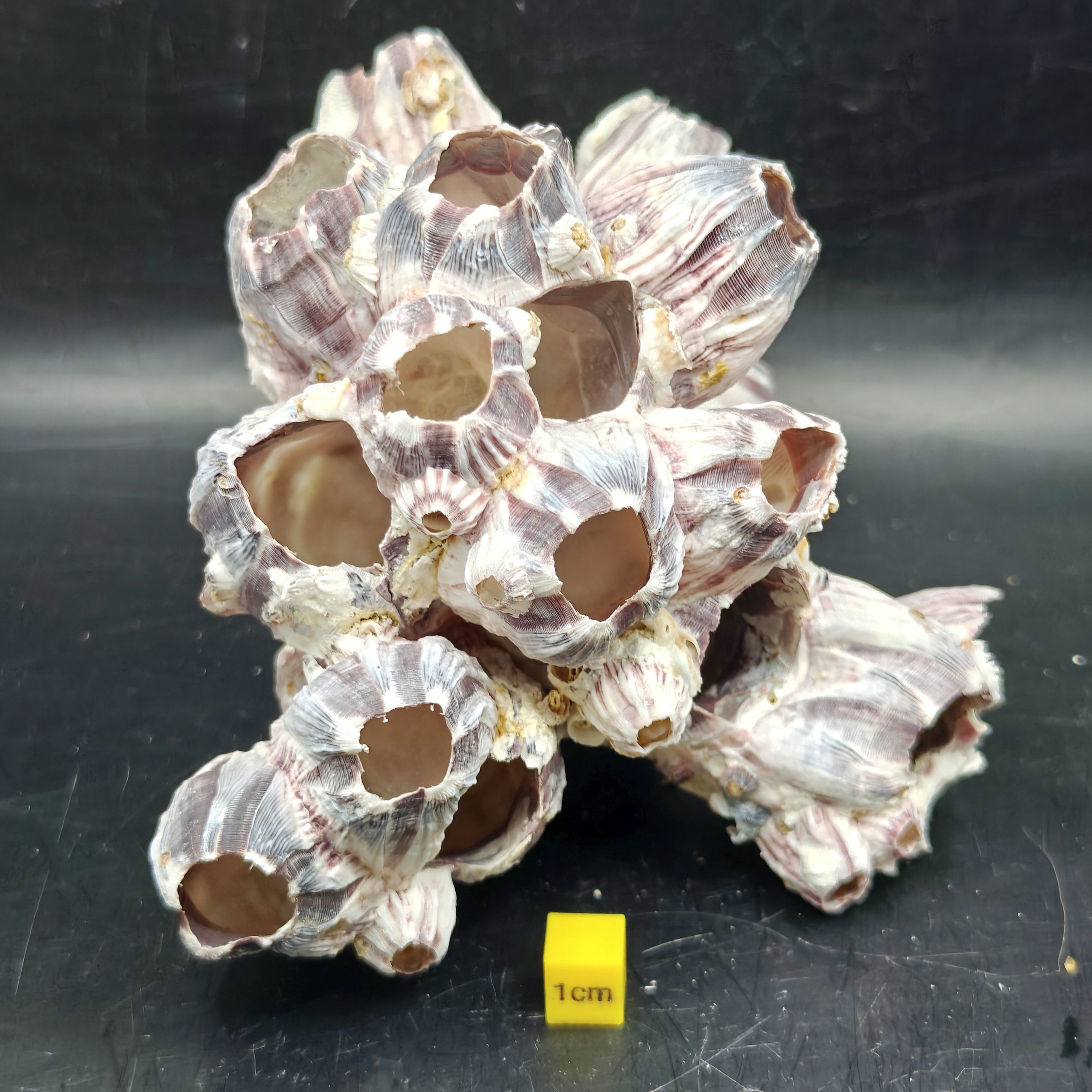 Natural Barnacle Cluster (Large)