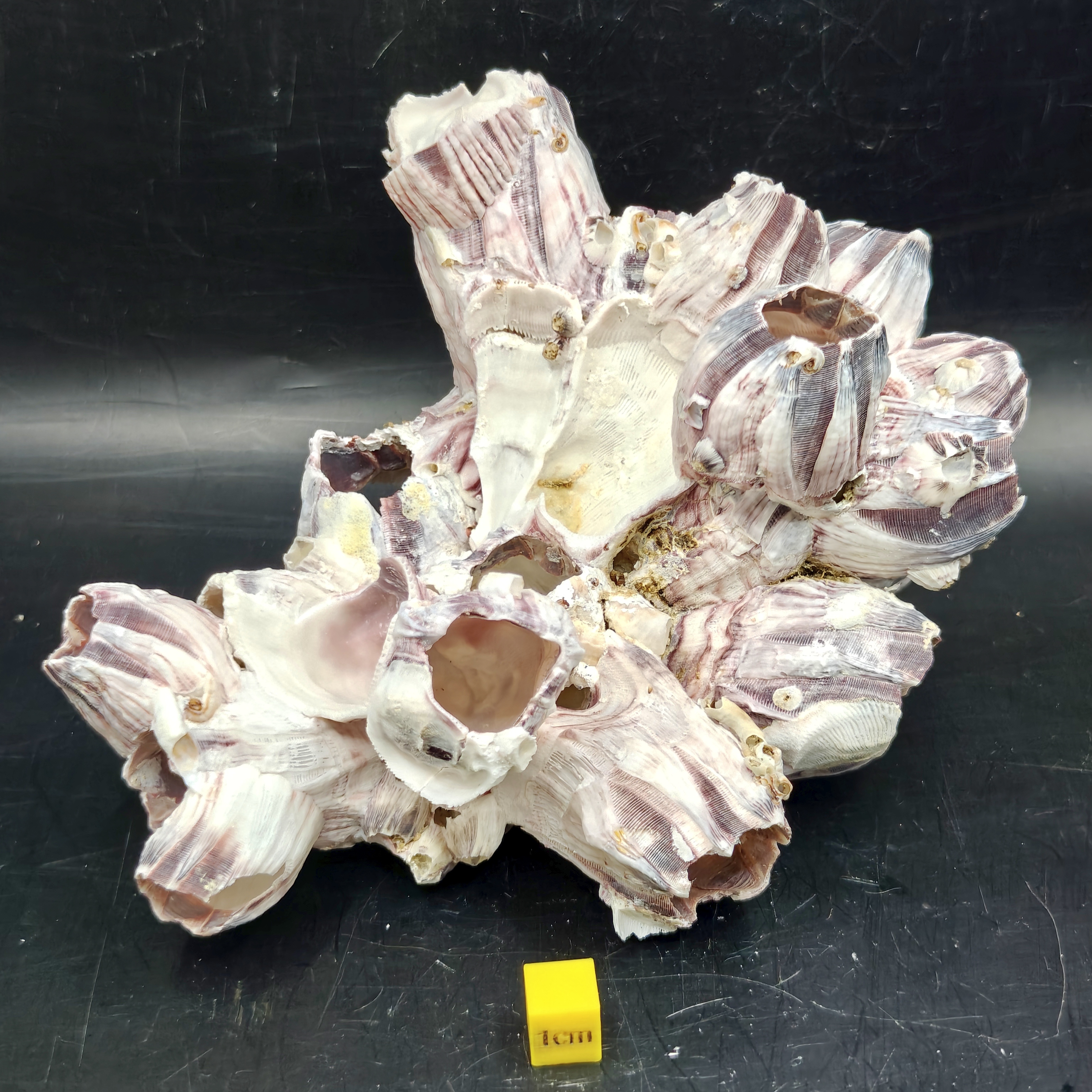 Natural Barnacle Cluster (Large)