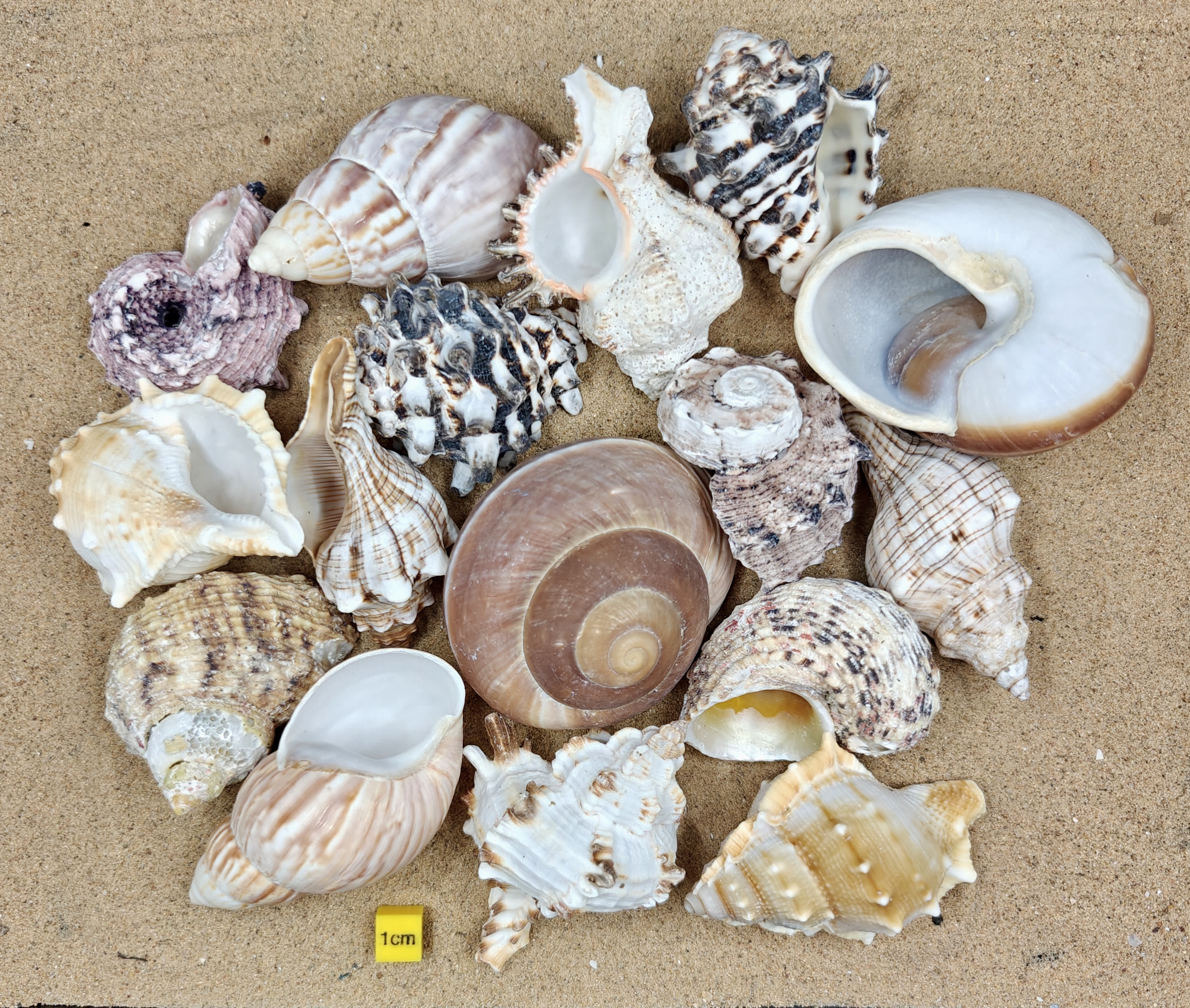 (Extra Large) Hermit Crab Shells Selection