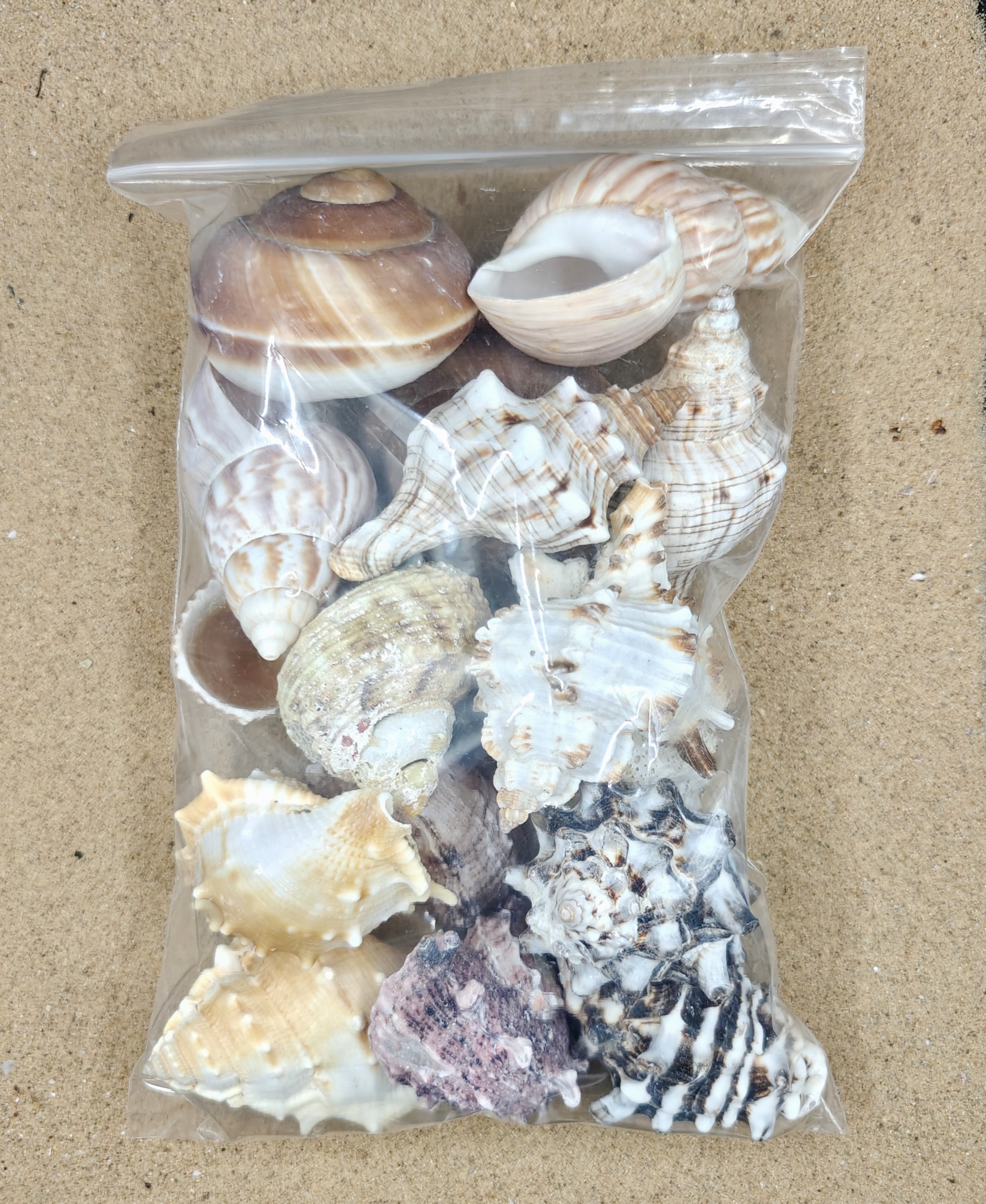 (Extra Large) Hermit Crab Shells Selection